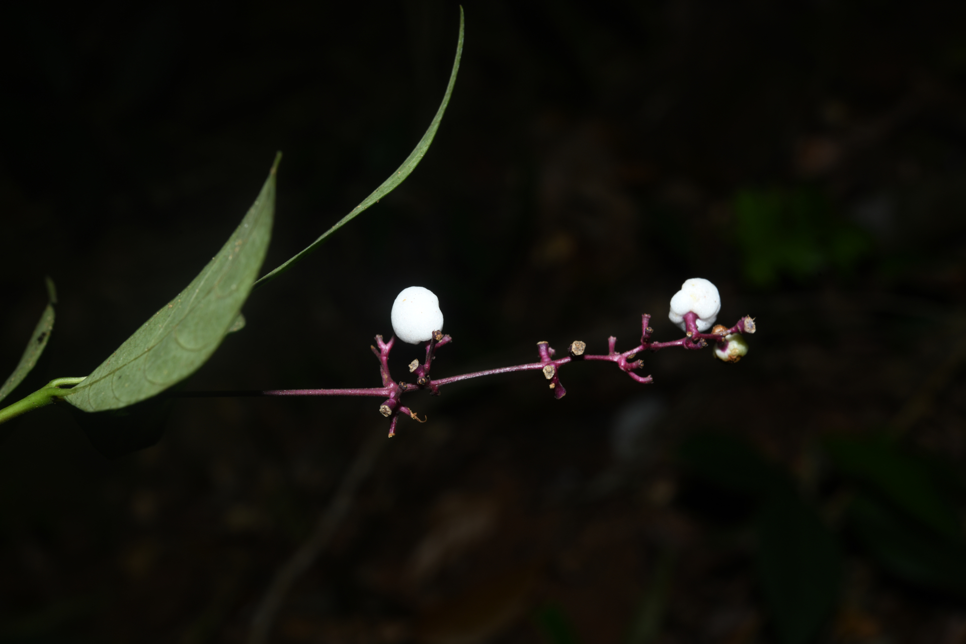 Palicourea pullei (Bremek.) Borhidi - Photo Bivouac Naturaliste