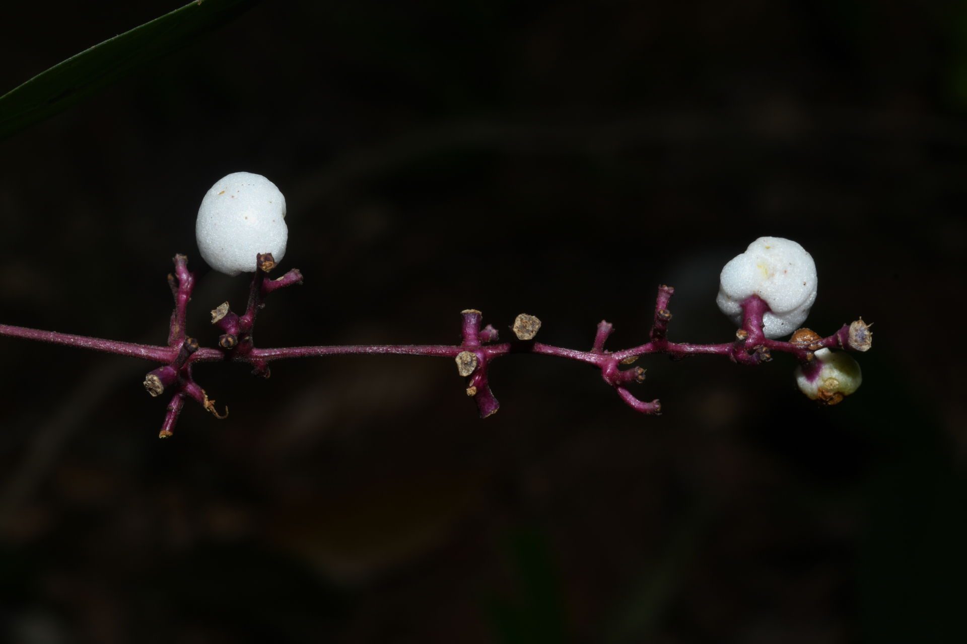 Palicourea pullei (Bremek.) Borhidi - Photo Bivouac Naturaliste
