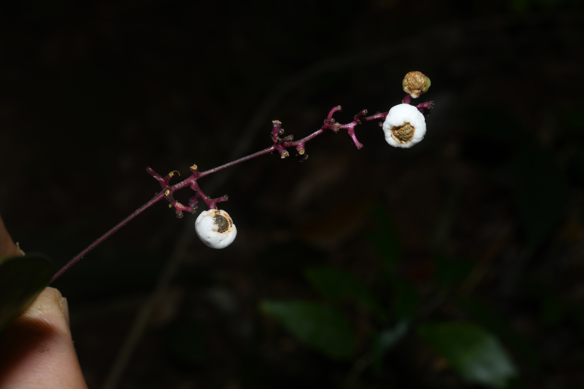Palicourea pullei (Bremek.) Borhidi - Photo Bivouac Naturaliste