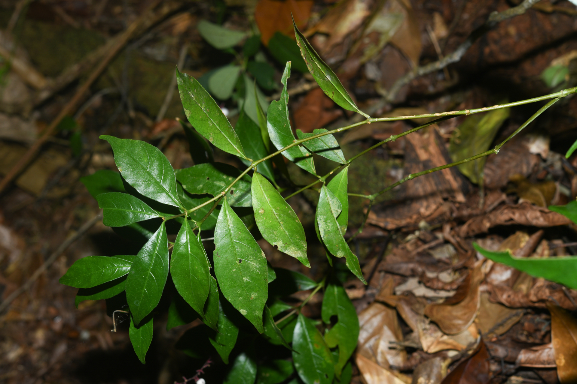 Palicourea pullei (Bremek.) Borhidi - Photo Bivouac Naturaliste