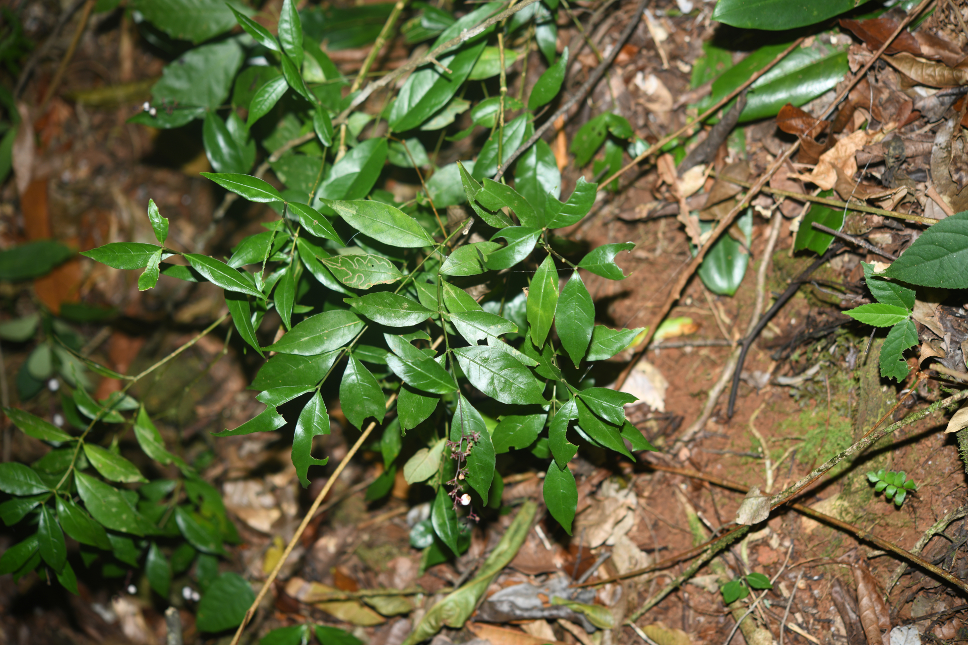 Palicourea pullei (Bremek.) Borhidi - Photo Bivouac Naturaliste