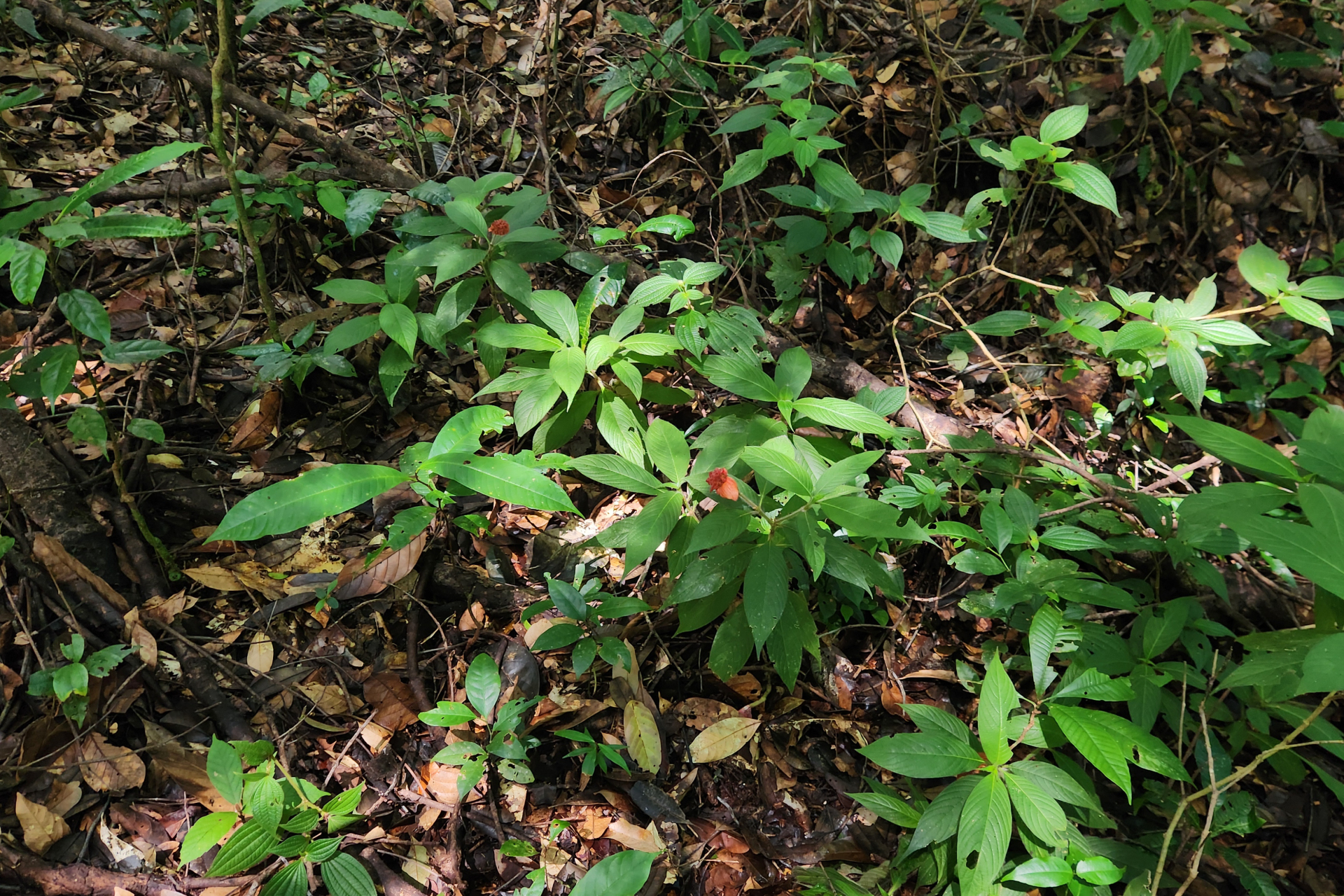 Palicourea granvillei (Steyerm.) Delprete & J.H.Kirkbr. - Photo Bivouac Naturaliste