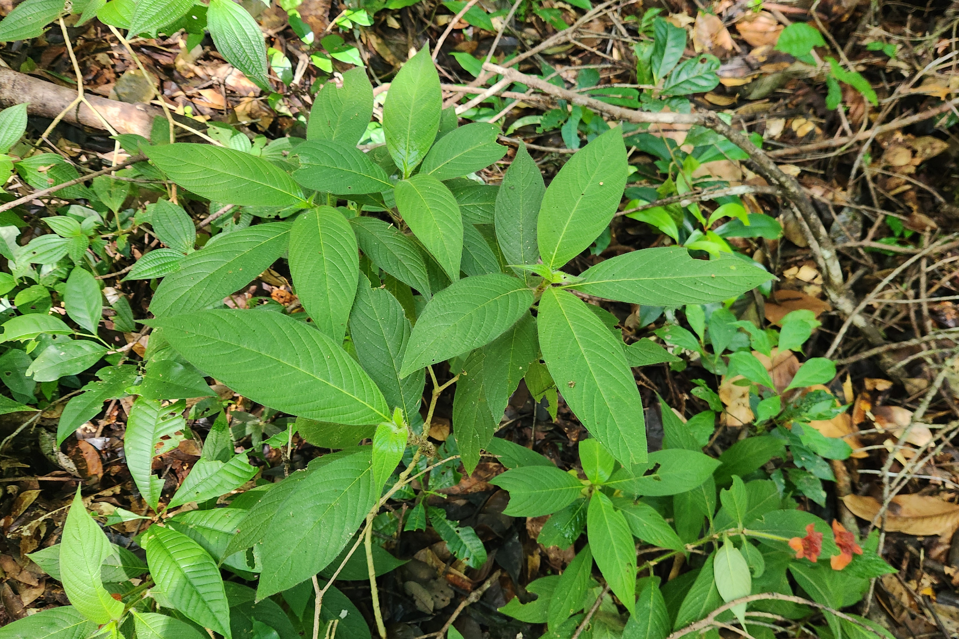Palicourea granvillei (Steyerm.) Delprete & J.H.Kirkbr. - Photo Bivouac Naturaliste