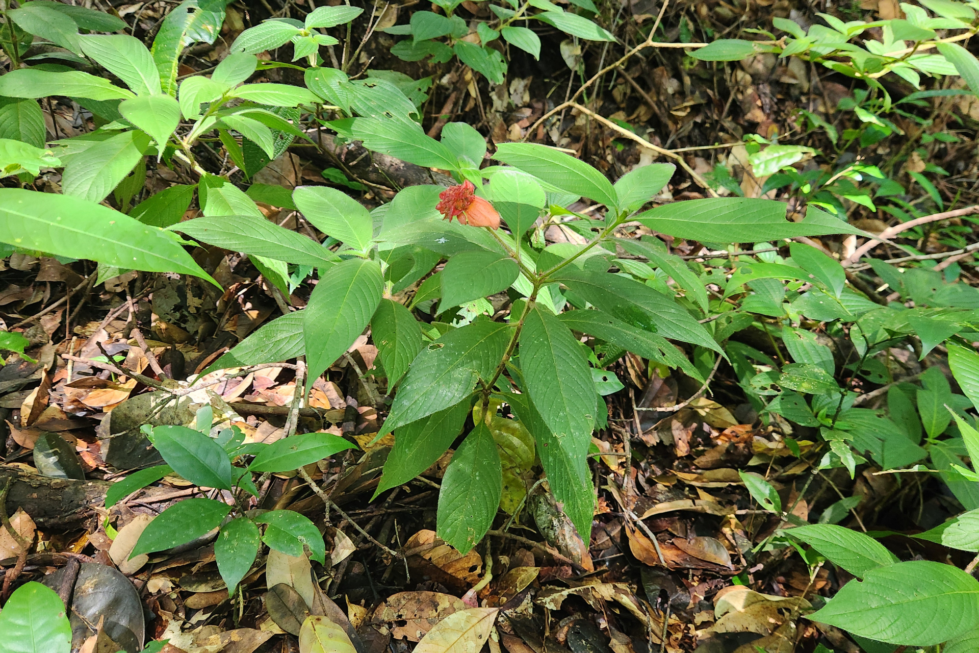 Palicourea granvillei (Steyerm.) Delprete & J.H.Kirkbr. - Photo Bivouac Naturaliste