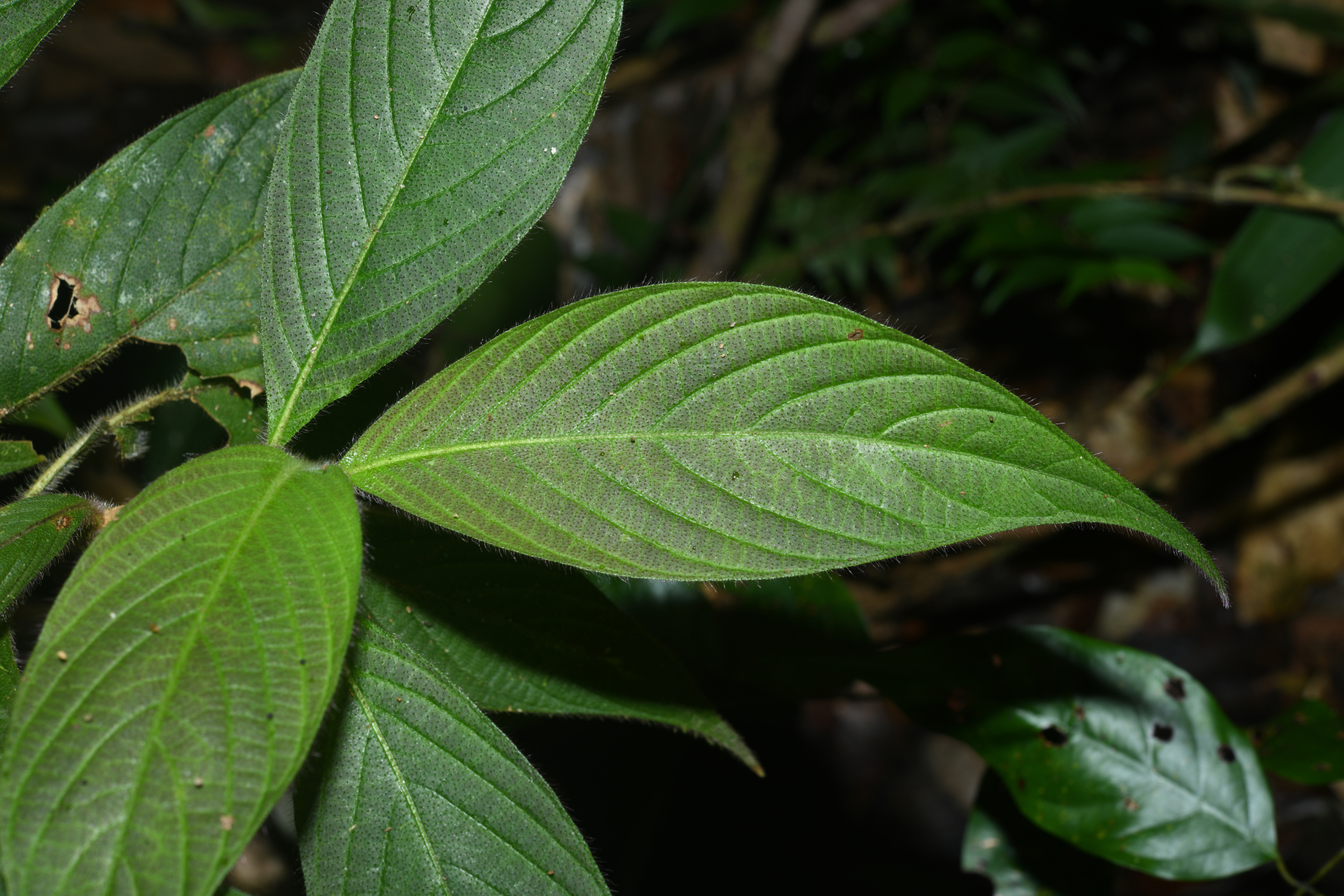 Palicourea granvillei (Steyerm.) Delprete & J.H.Kirkbr. - Photo Bivouac Naturaliste
