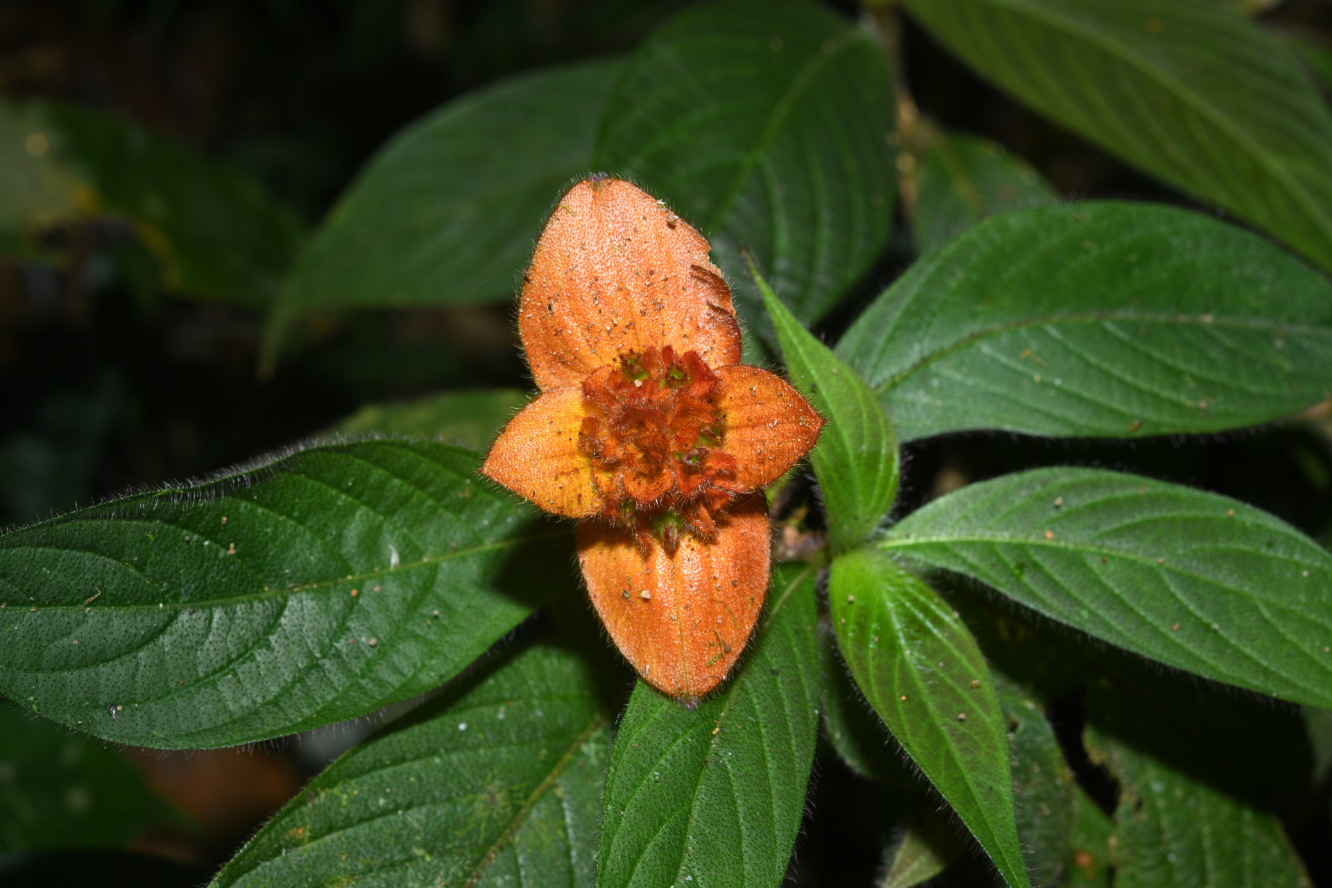 Palicourea granvillei (Steyerm.) Delprete & J.H.Kirkbr. - Photo Bivouac Naturaliste