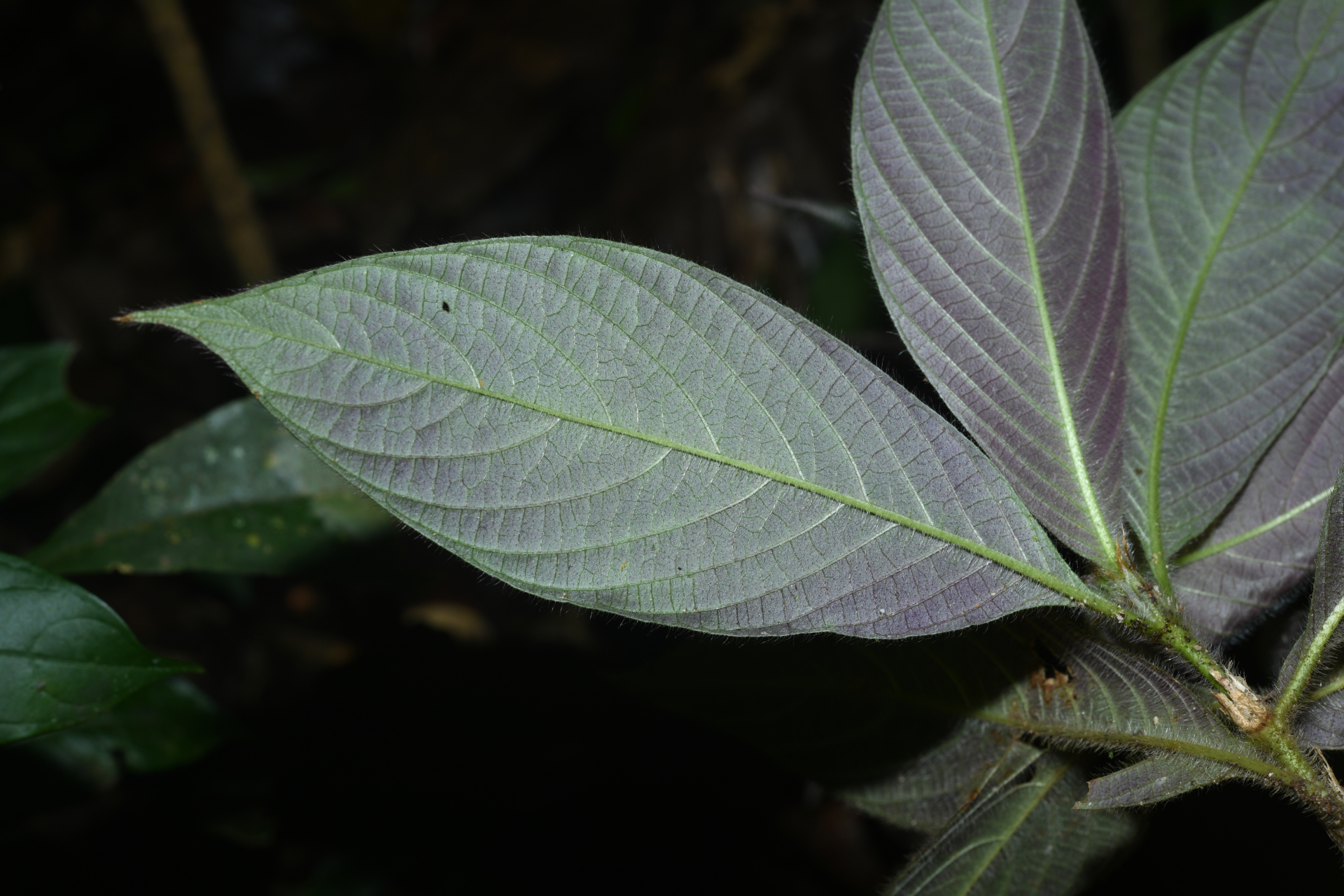 Palicourea granvillei (Steyerm.) Delprete & J.H.Kirkbr. - Photo Bivouac Naturaliste