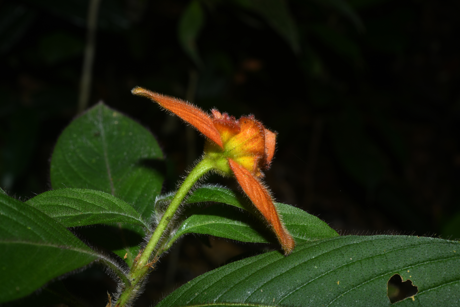Palicourea granvillei (Steyerm.) Delprete & J.H.Kirkbr. - Photo Bivouac Naturaliste
