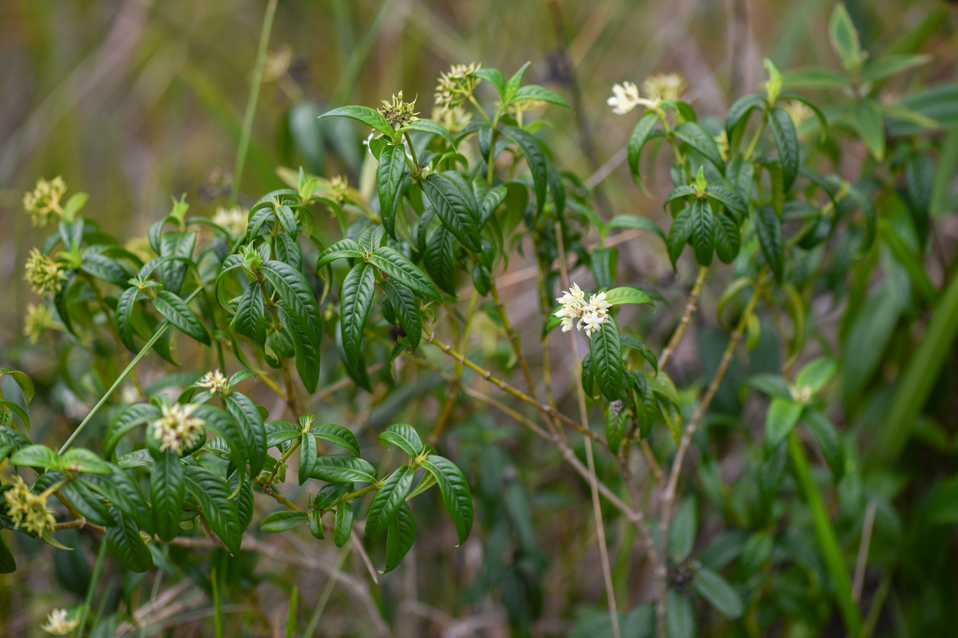 Palicourea pseudinundata (Wernham) Delprete & J.H.Kirkbr. - Photo Bivouac Naturaliste