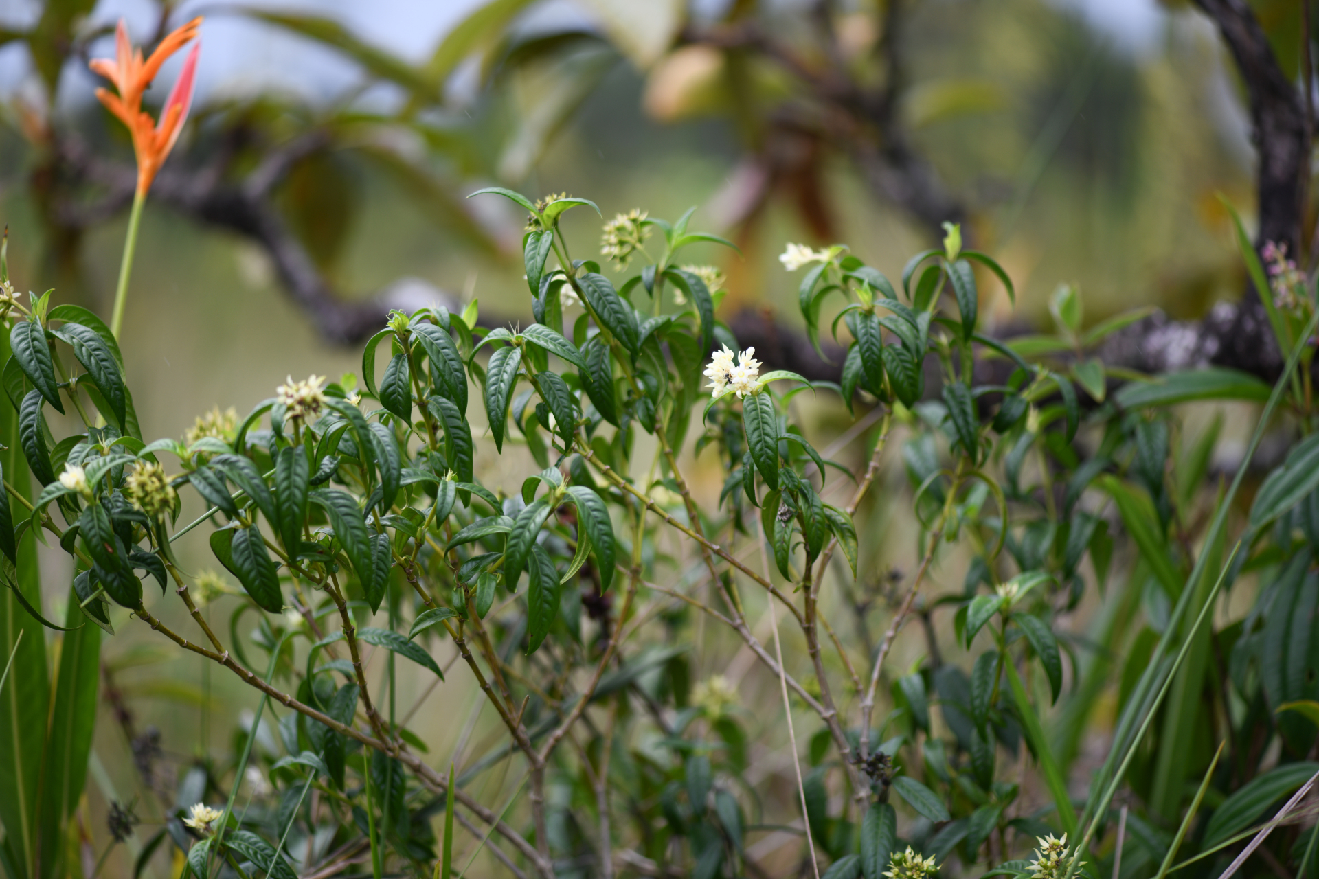 Palicourea pseudinundata (Wernham) Delprete & J.H.Kirkbr. - Photo Bivouac Naturaliste