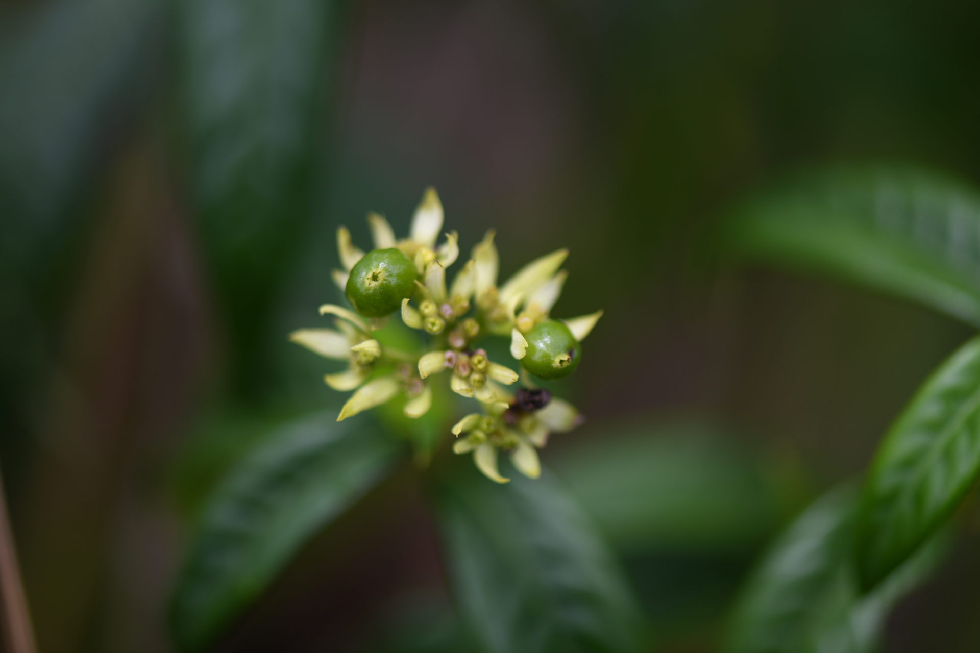 Palicourea pseudinundata (Wernham) Delprete & J.H.Kirkbr. - Photo Bivouac Naturaliste