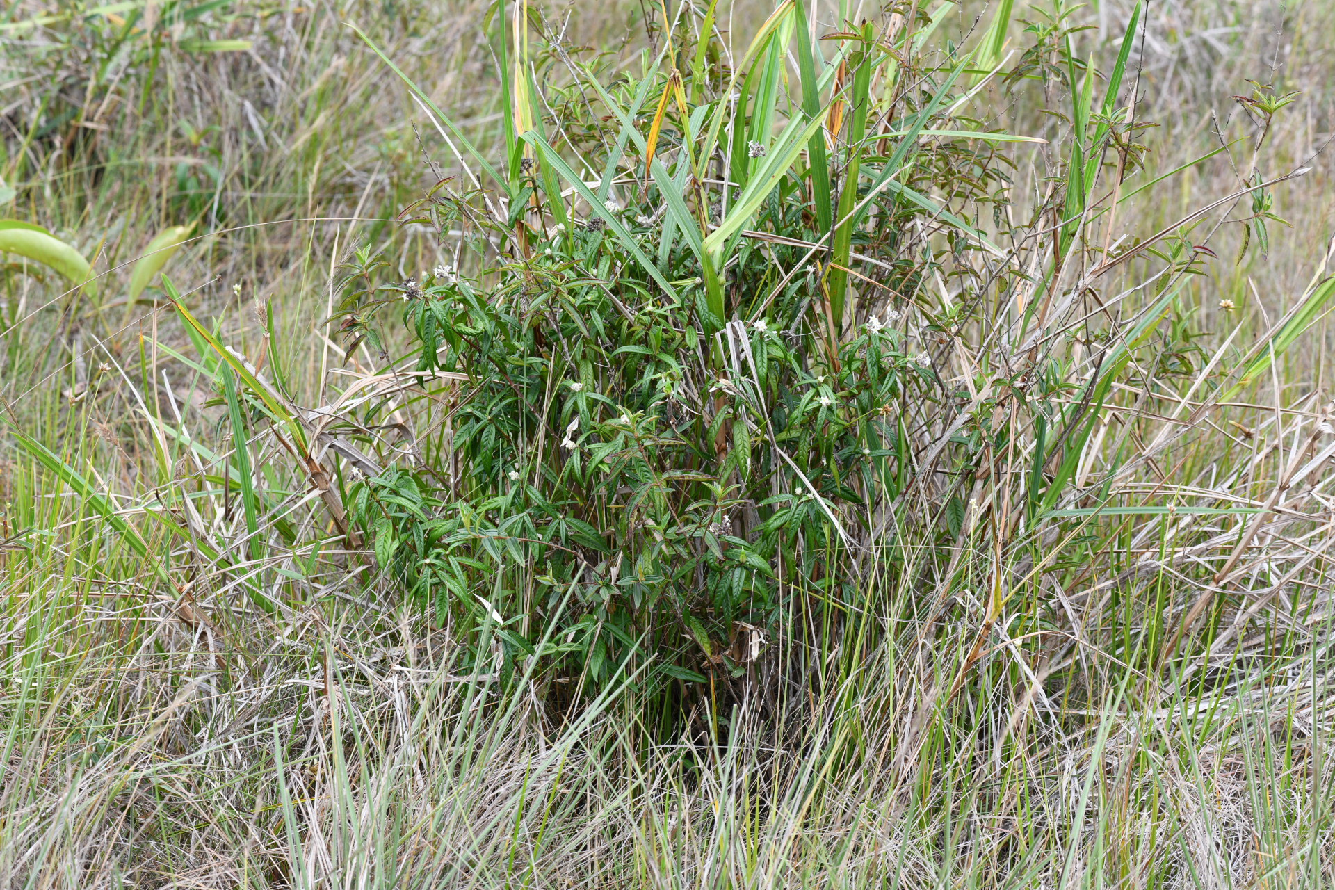Palicourea pseudinundata (Wernham) Delprete & J.H.Kirkbr. - Photo Bivouac Naturaliste