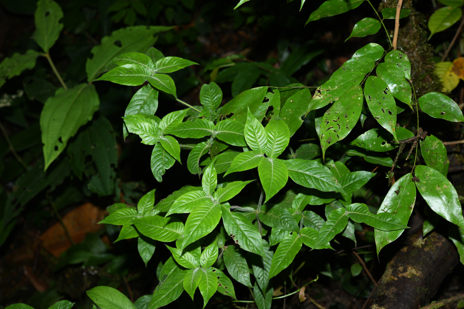 Palicourea iodotricha (Müll.Arg.) Delprete & J.H.Kirkbr. - Photo Bivouac Naturaliste