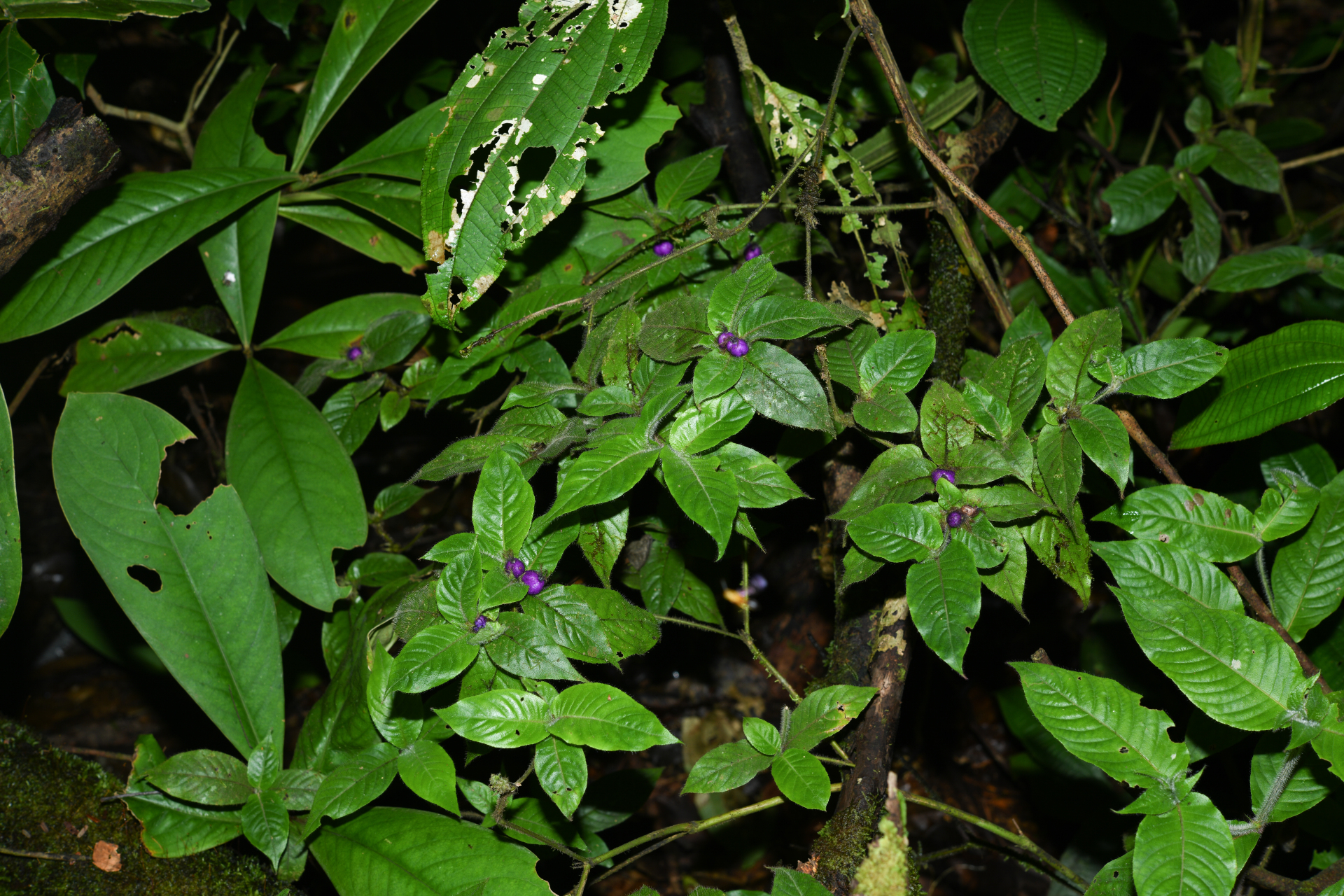 Palicourea iodotricha (Müll.Arg.) Delprete & J.H.Kirkbr. - Photo Bivouac Naturaliste