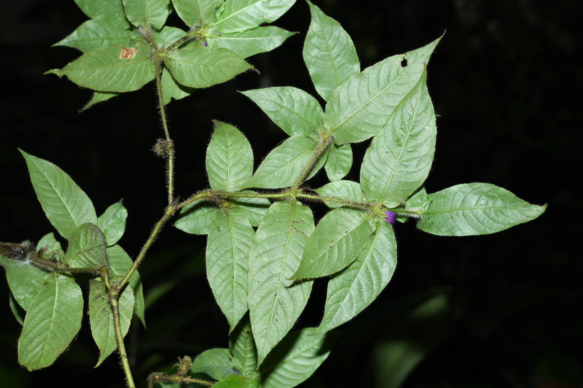 Palicourea iodotricha (Müll.Arg.) Delprete & J.H.Kirkbr. - Photo Bivouac Naturaliste