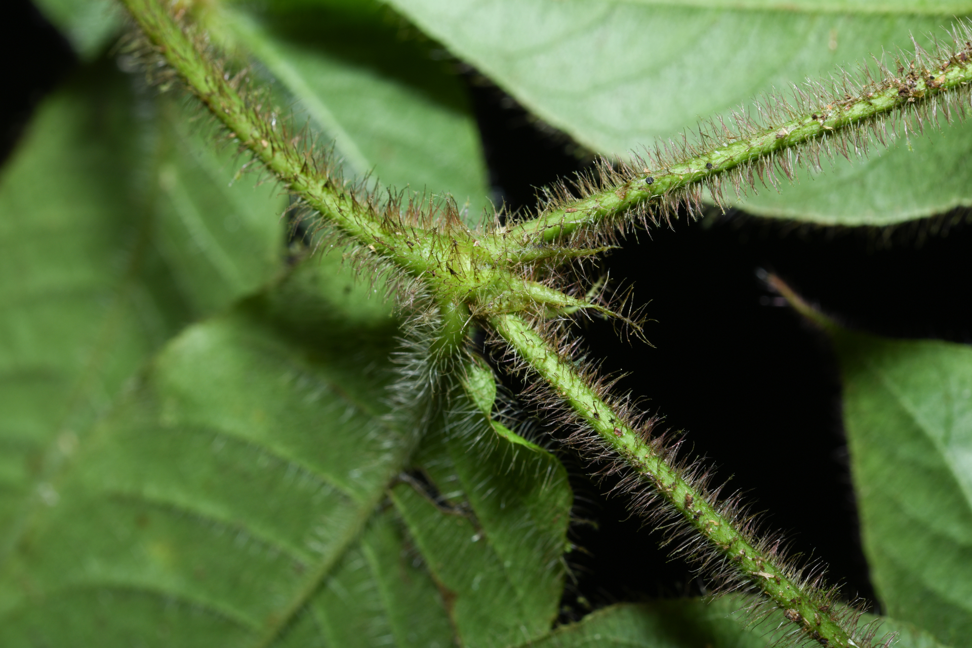 Palicourea iodotricha (Müll.Arg.) Delprete & J.H.Kirkbr. - Photo Bivouac Naturaliste