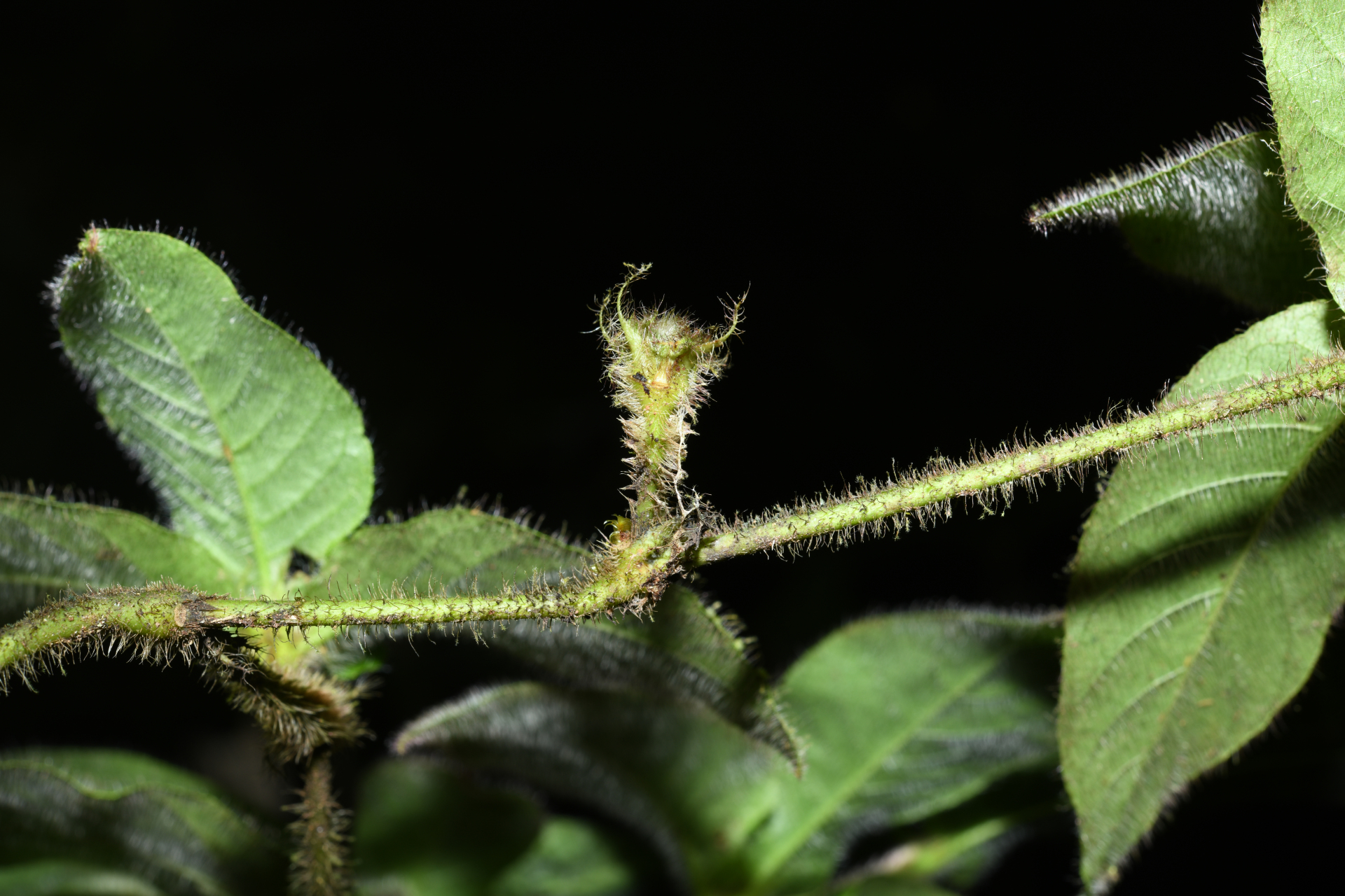 Palicourea iodotricha (Müll.Arg.) Delprete & J.H.Kirkbr. - Photo Bivouac Naturaliste