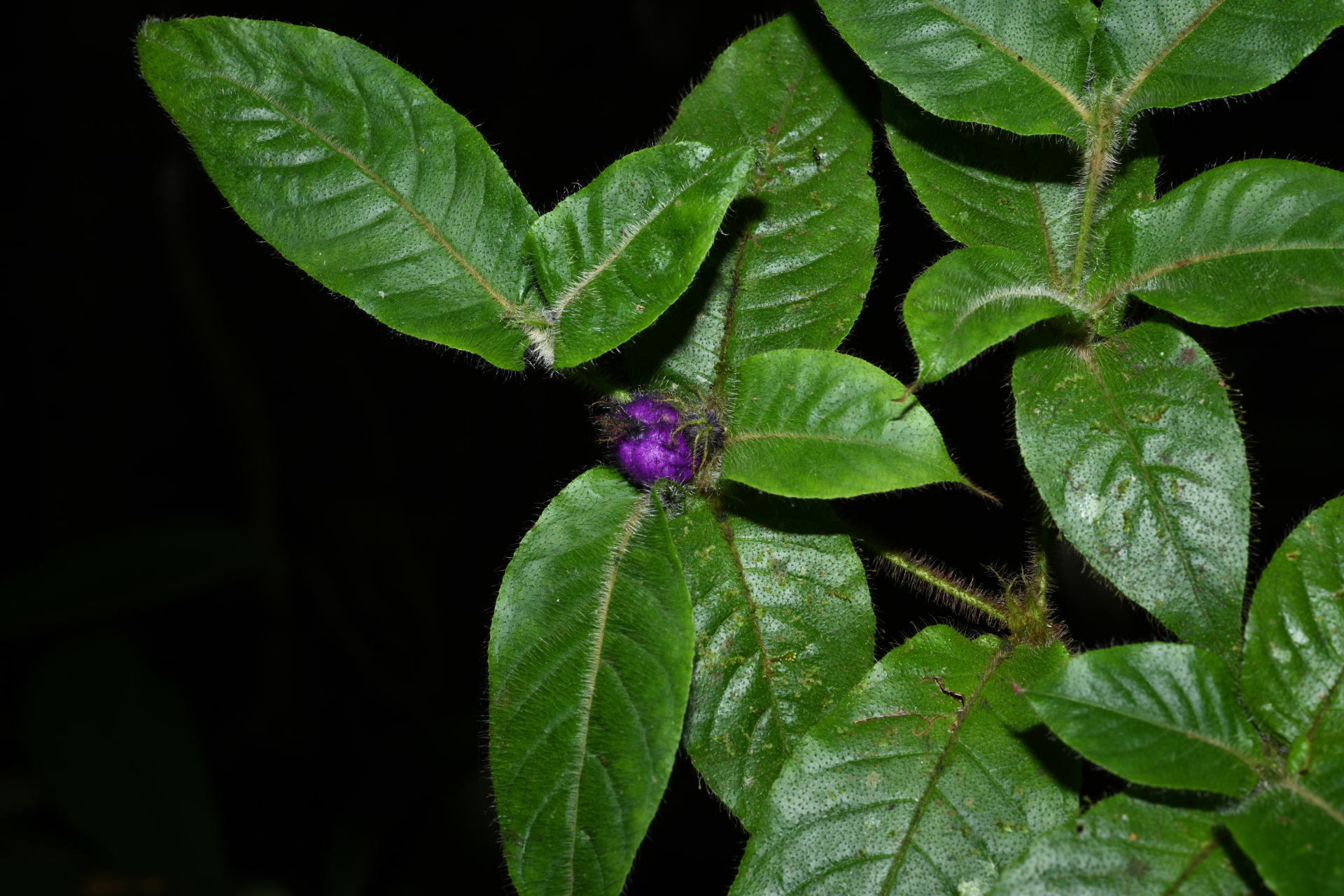 Palicourea iodotricha (Müll.Arg.) Delprete & J.H.Kirkbr. - Photo Bivouac Naturaliste