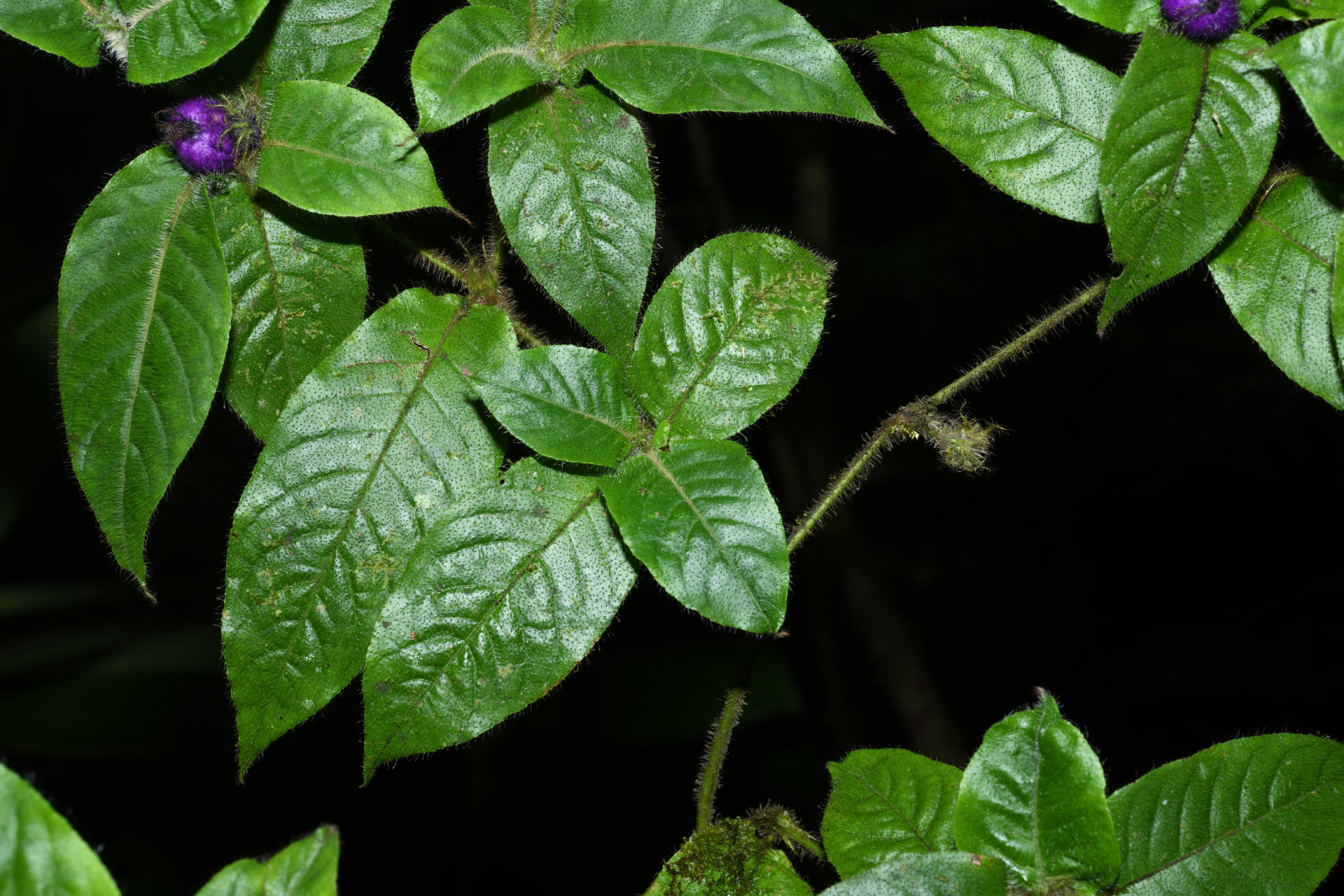 Palicourea iodotricha (Müll.Arg.) Delprete & J.H.Kirkbr. - Photo Bivouac Naturaliste