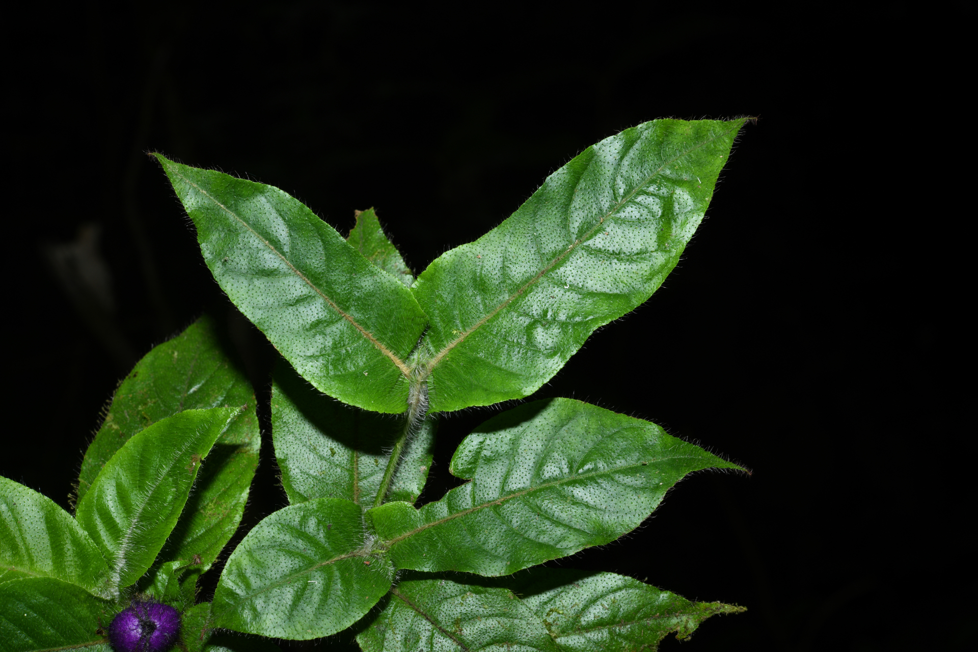 Palicourea iodotricha (Müll.Arg.) Delprete & J.H.Kirkbr. - Photo Bivouac Naturaliste