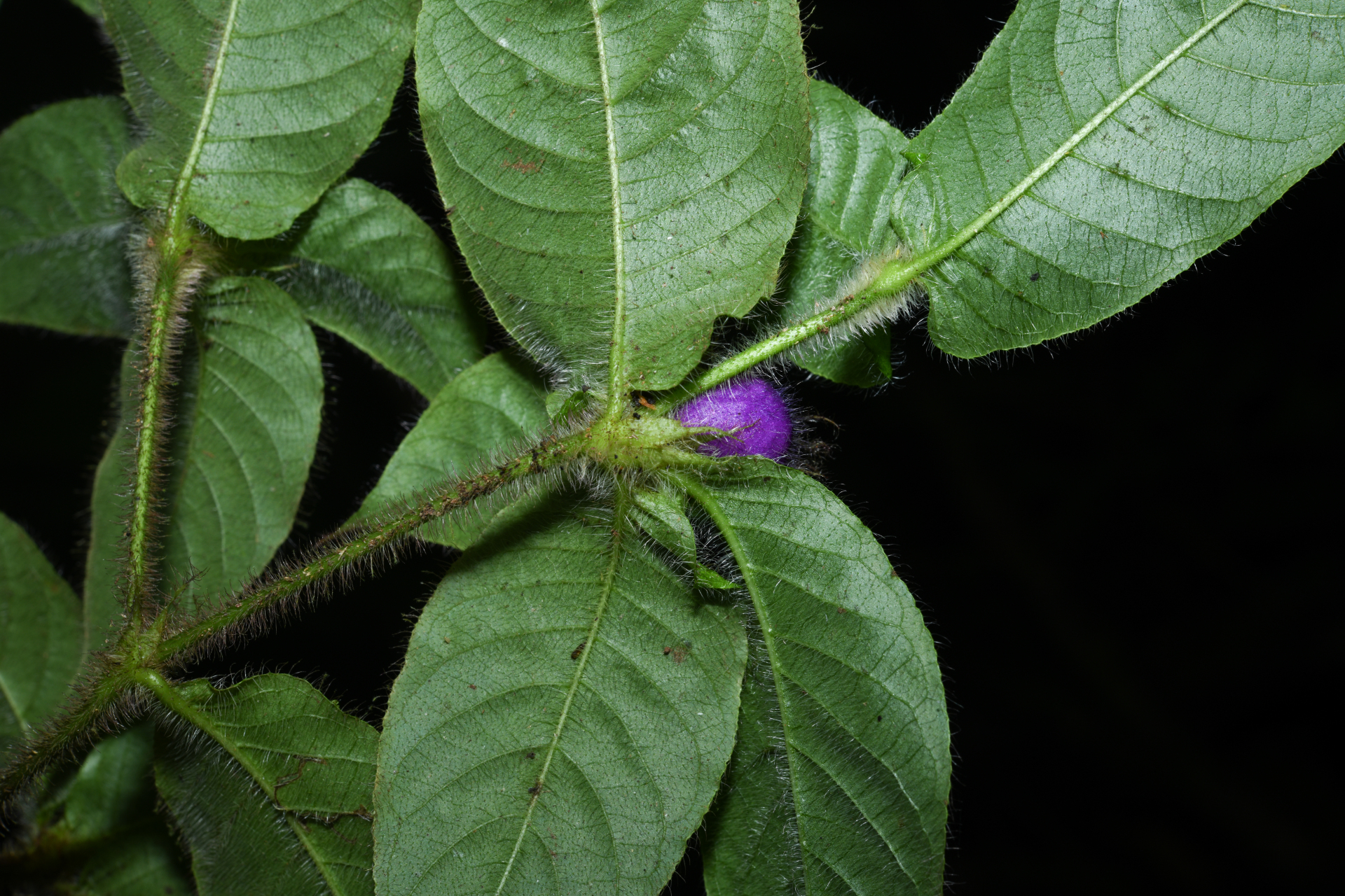 Palicourea iodotricha (Müll.Arg.) Delprete & J.H.Kirkbr. - Photo Bivouac Naturaliste