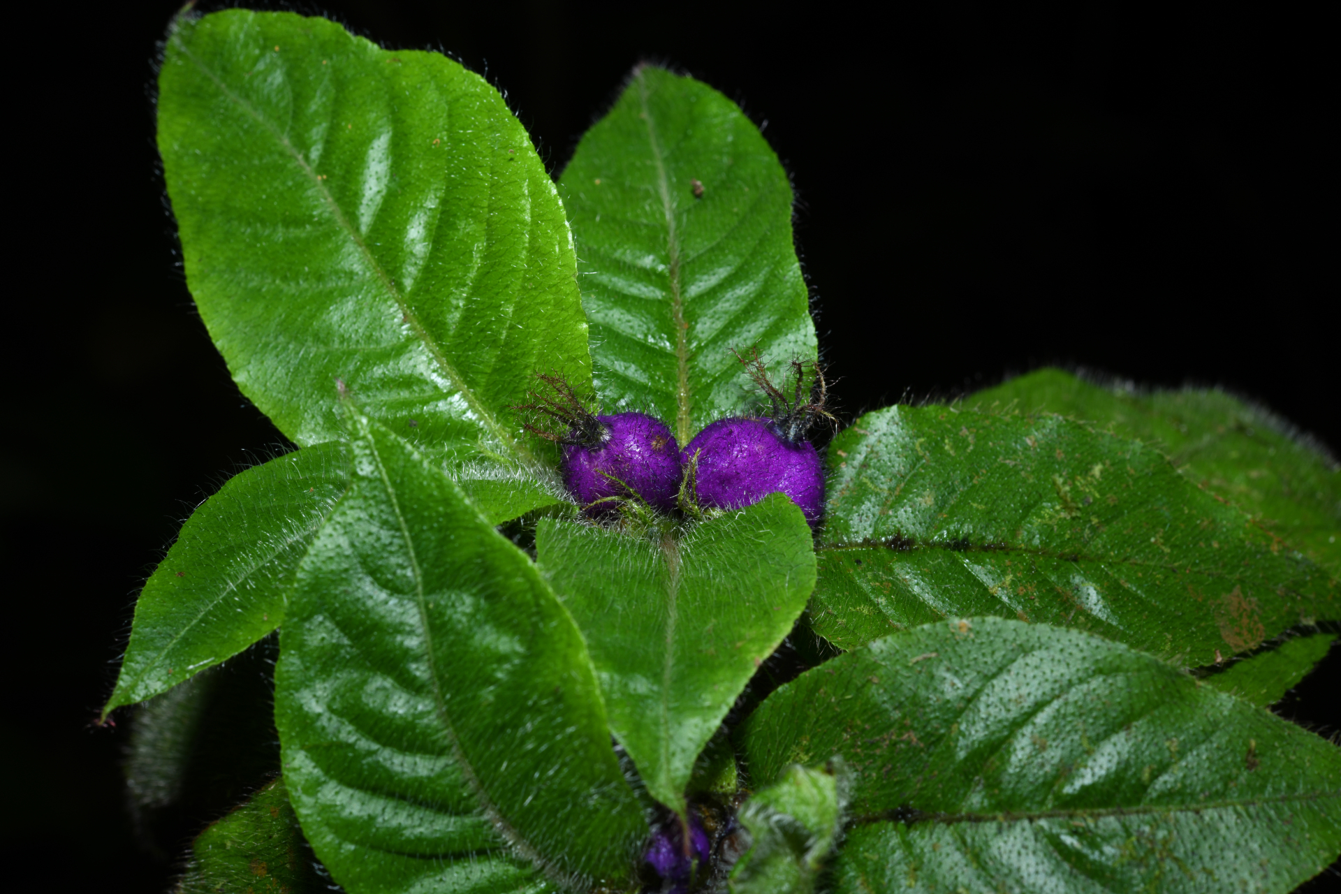 Palicourea iodotricha (Müll.Arg.) Delprete & J.H.Kirkbr. - Photo Bivouac Naturaliste