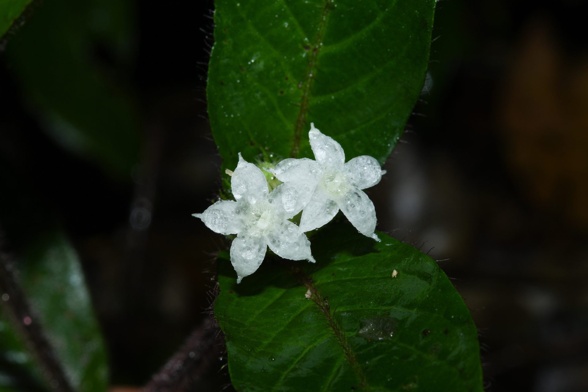 Palicourea iodotricha (Müll.Arg.) Delprete & J.H.Kirkbr. - Photo Bivouac Naturaliste