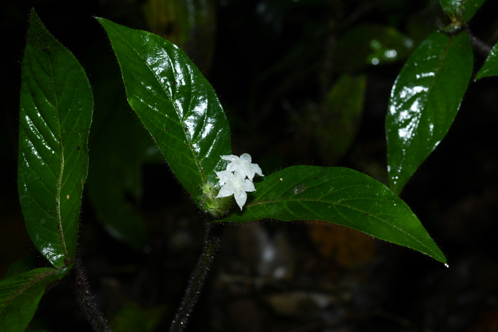 Palicourea iodotricha (Müll.Arg.) Delprete & J.H.Kirkbr. - Photo Bivouac Naturaliste