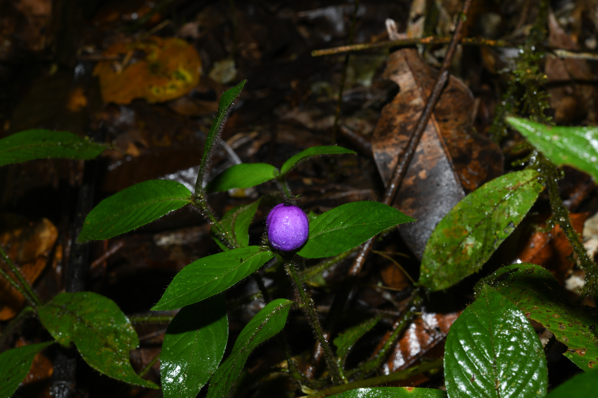 Palicourea iodotricha (Müll.Arg.) Delprete & J.H.Kirkbr. - Photo Bivouac Naturaliste