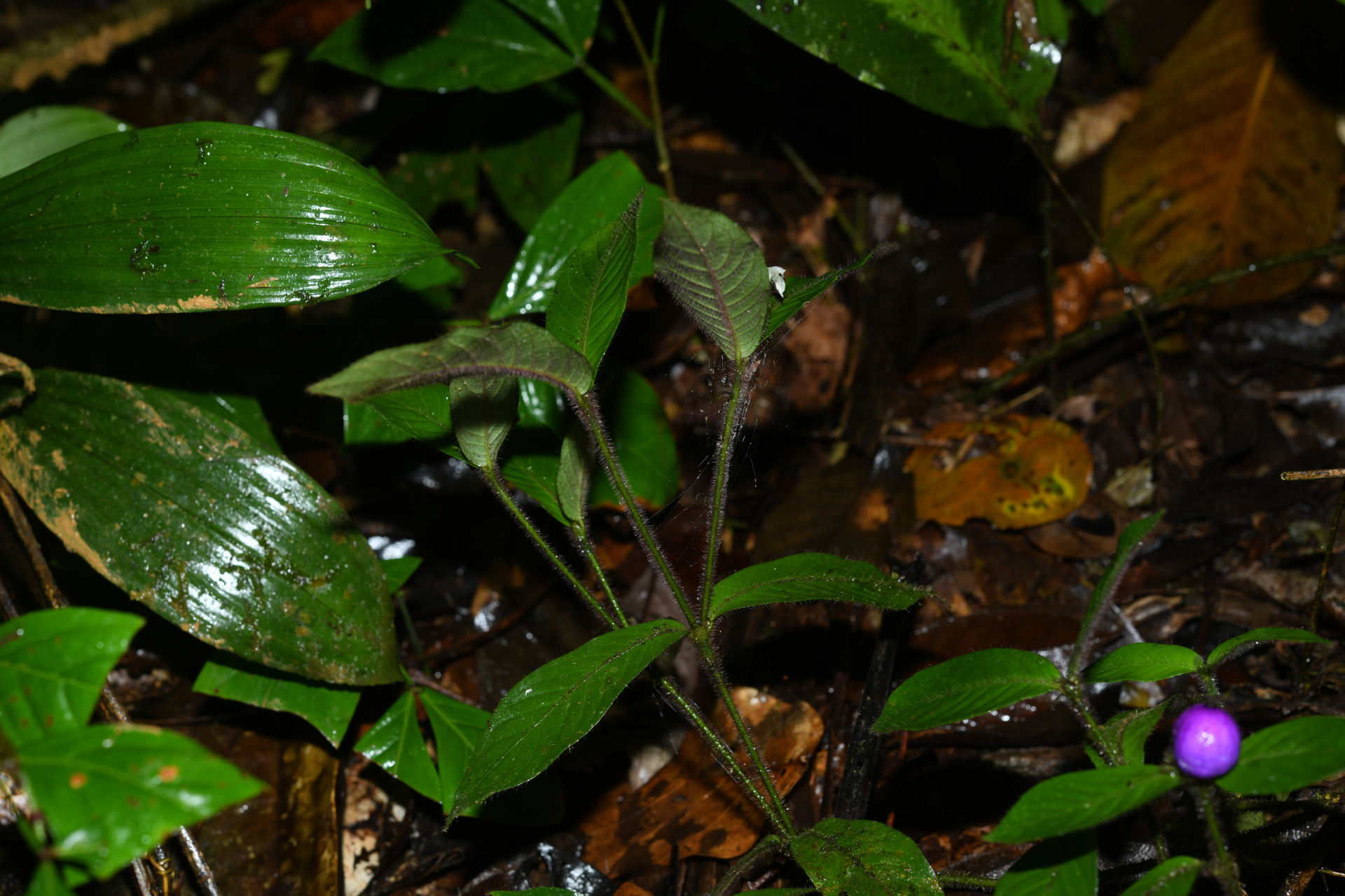 Palicourea iodotricha (Müll.Arg.) Delprete & J.H.Kirkbr. - Photo Bivouac Naturaliste