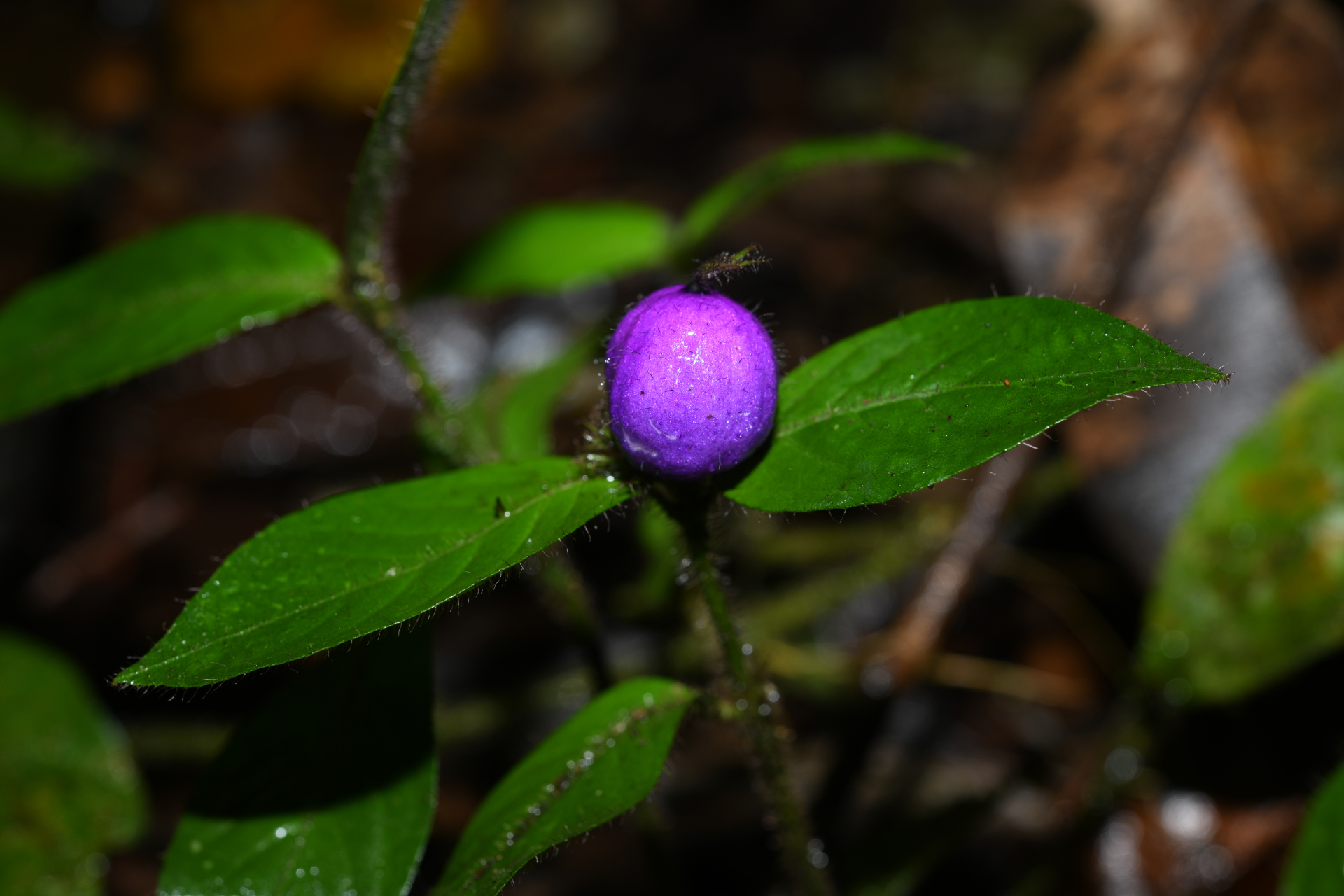 Palicourea iodotricha (Müll.Arg.) Delprete & J.H.Kirkbr. - Photo Bivouac Naturaliste