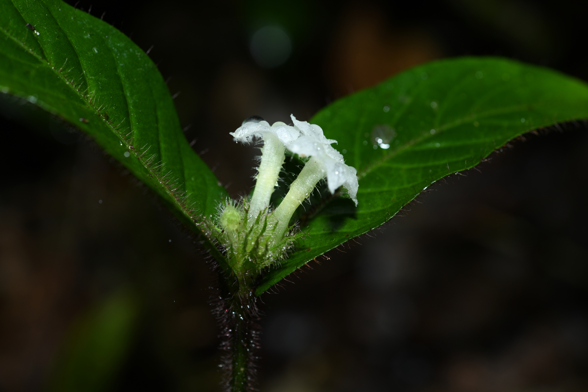 Palicourea iodotricha (Müll.Arg.) Delprete & J.H.Kirkbr. - Photo Bivouac Naturaliste