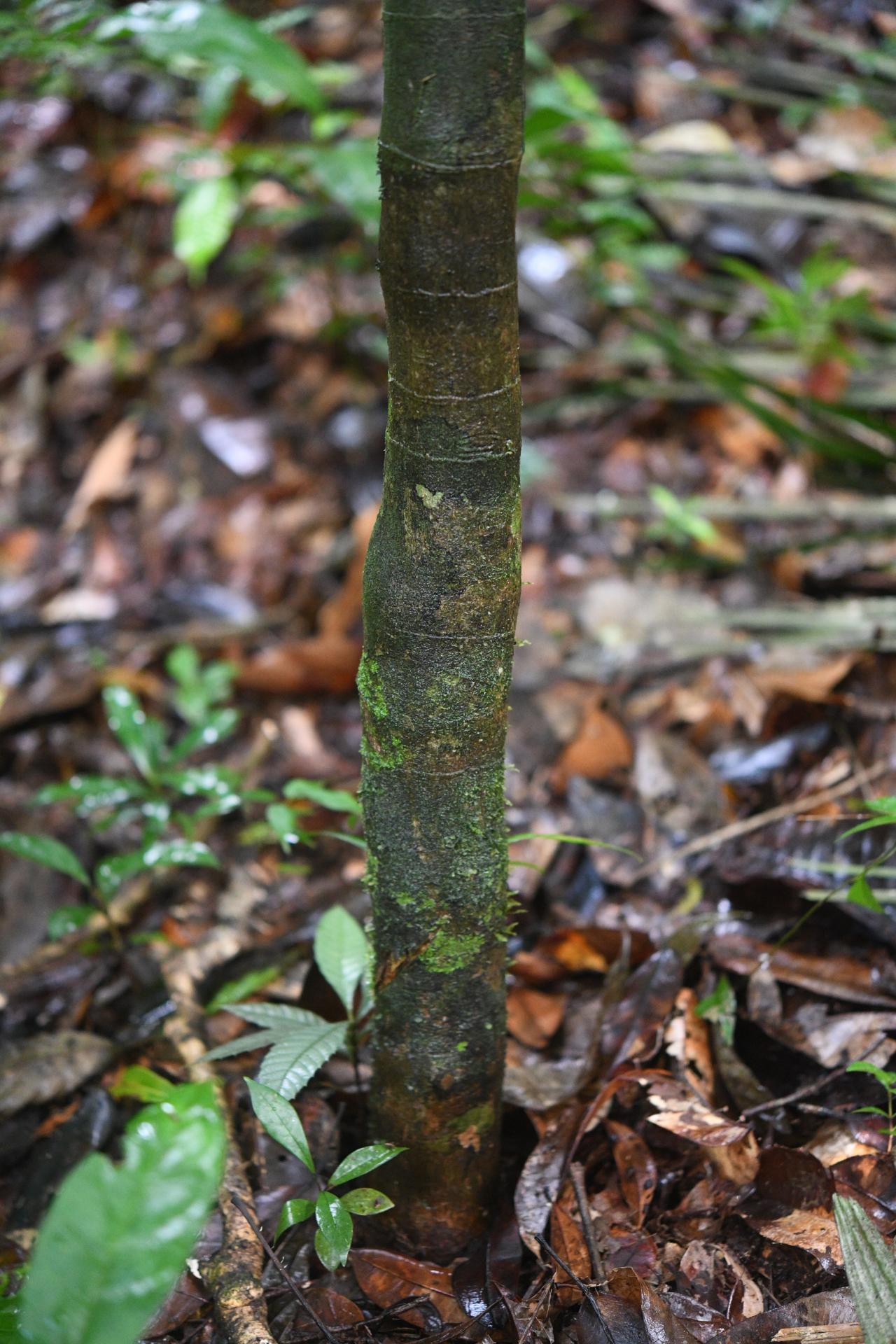 Palicourea obliquinervia (Müll.Arg.) Borhidi - Photo Bivouac Naturaliste