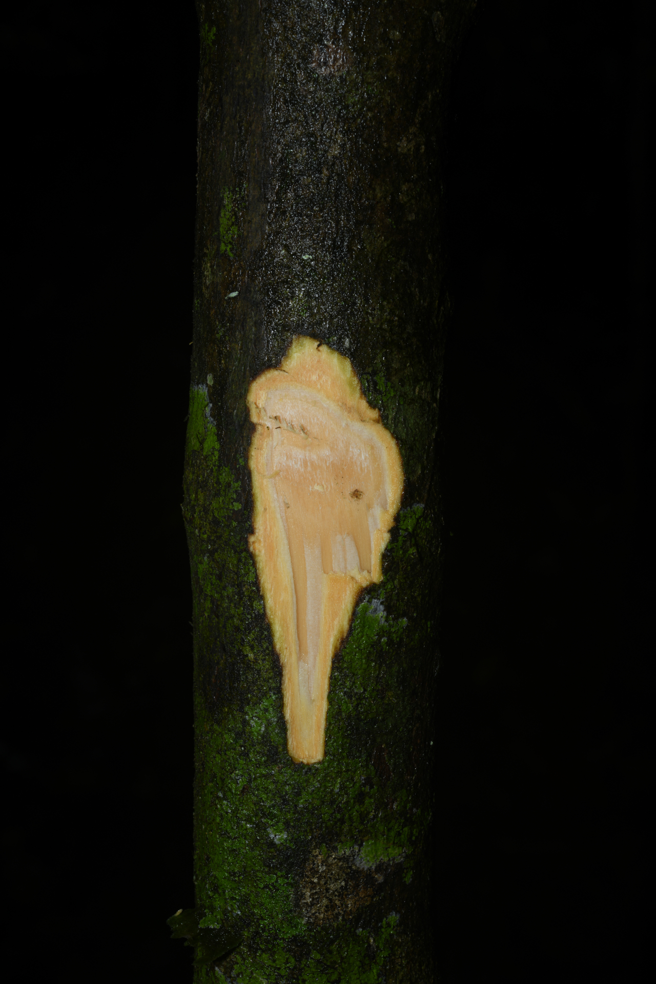 Palicourea obliquinervia (Müll.Arg.) Borhidi - Photo Bivouac Naturaliste