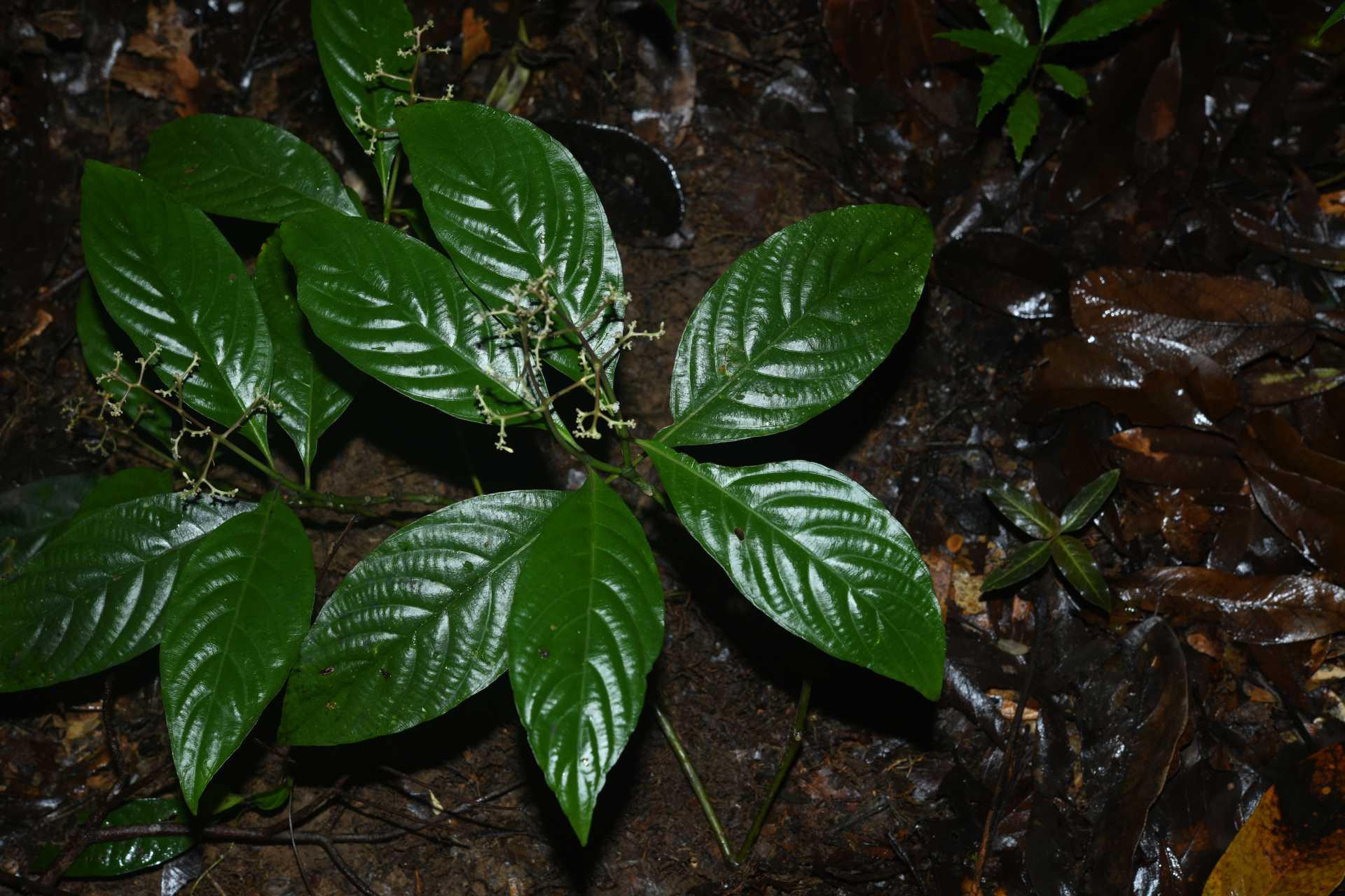 Palicourea obliquinervia (Müll.Arg.) Borhidi - Photo Bivouac Naturaliste