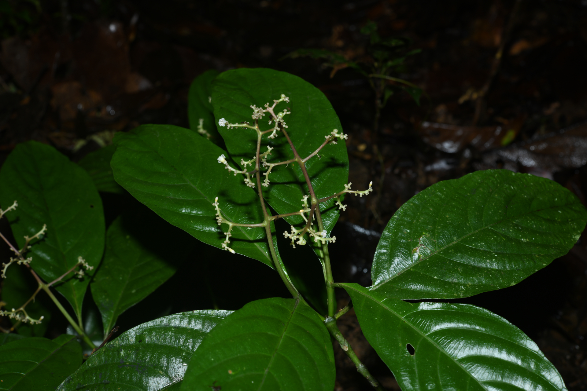Palicourea obliquinervia (Müll.Arg.) Borhidi - Photo Bivouac Naturaliste