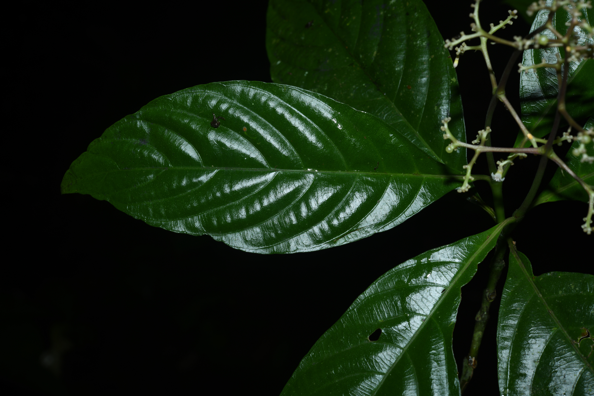 Palicourea obliquinervia (Müll.Arg.) Borhidi - Photo Bivouac Naturaliste