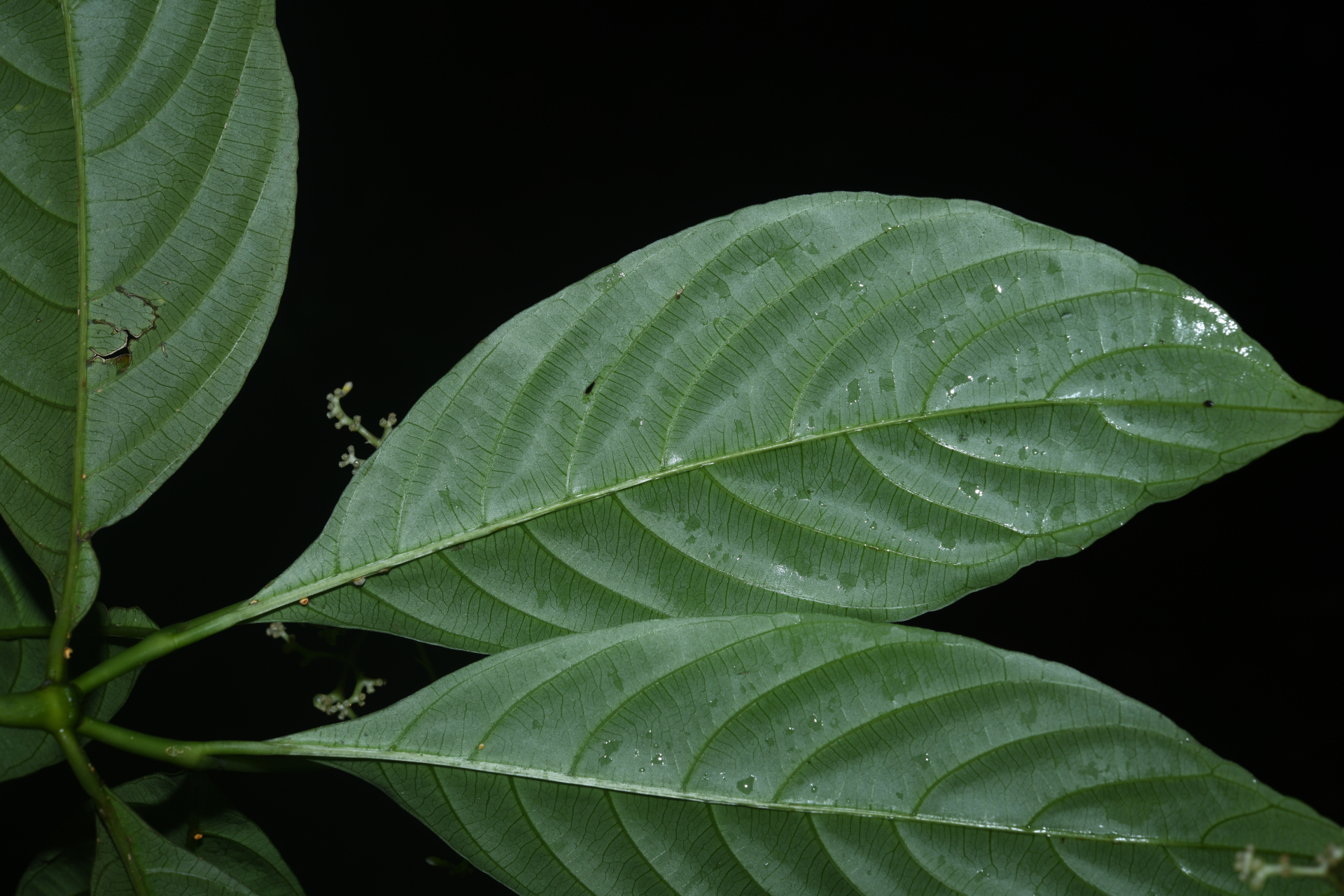 Palicourea obliquinervia (Müll.Arg.) Borhidi - Photo Bivouac Naturaliste