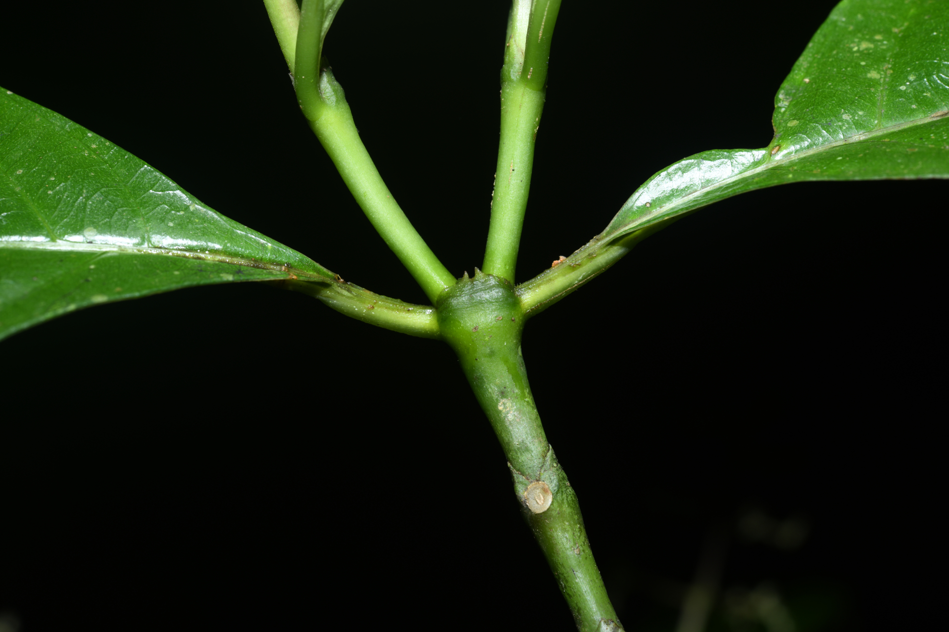Palicourea obliquinervia (Müll.Arg.) Borhidi - Photo Bivouac Naturaliste