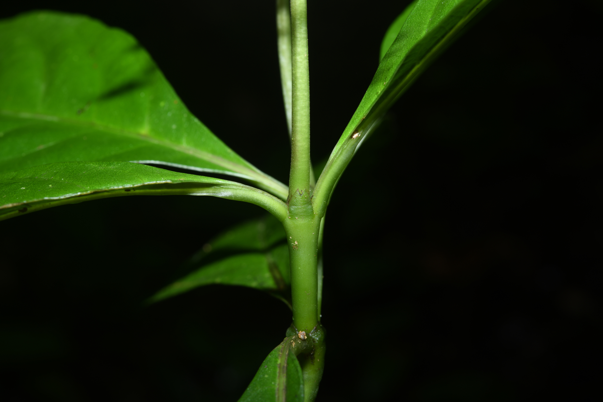 Palicourea obliquinervia (Müll.Arg.) Borhidi - Photo Bivouac Naturaliste