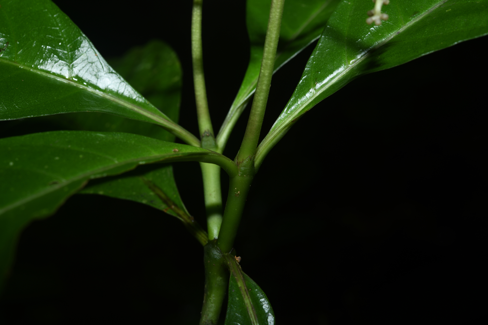 Palicourea obliquinervia (Müll.Arg.) Borhidi - Photo Bivouac Naturaliste