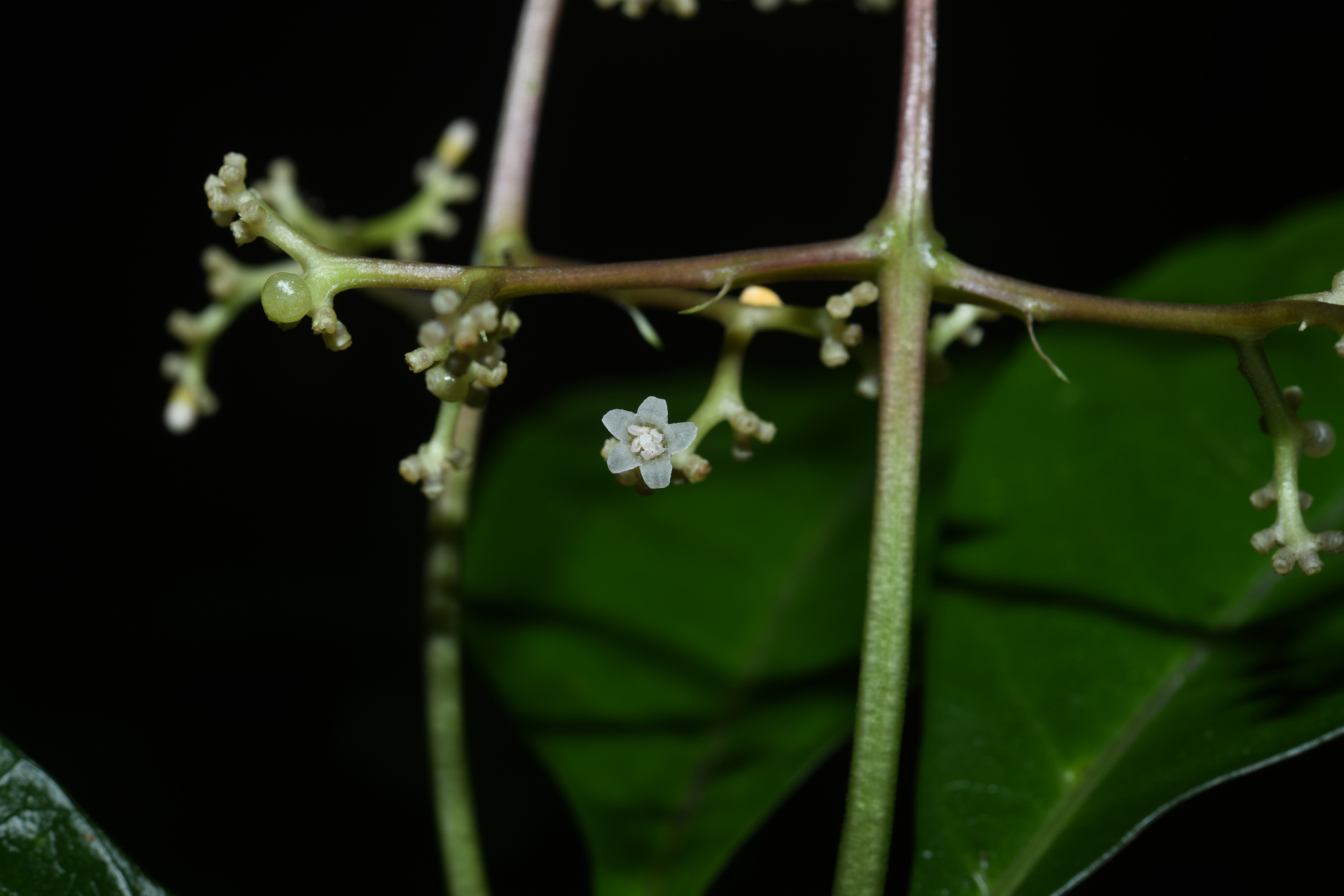 Palicourea obliquinervia (Müll.Arg.) Borhidi - Photo Bivouac Naturaliste
