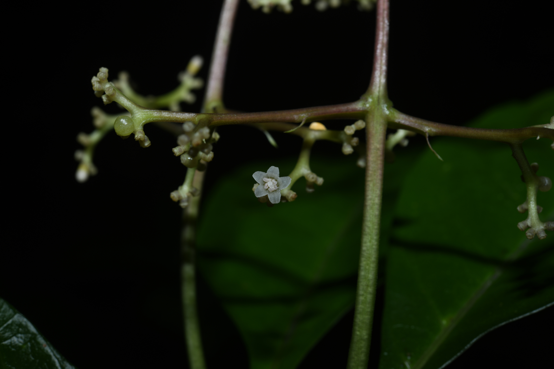 Palicourea obliquinervia (Müll.Arg.) Borhidi - Photo Bivouac Naturaliste