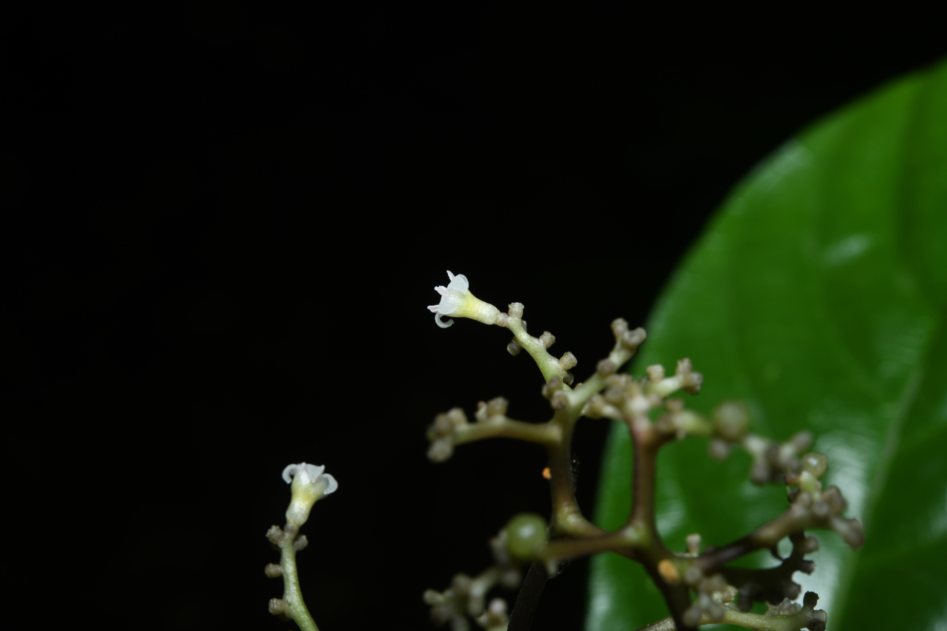Palicourea obliquinervia (Müll.Arg.) Borhidi - Photo Bivouac Naturaliste
