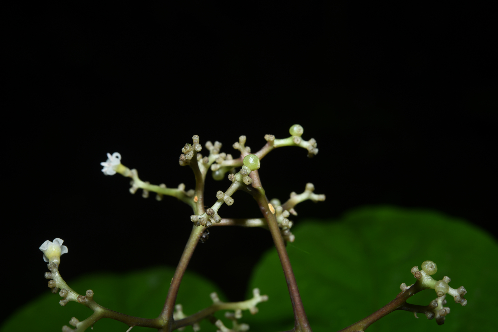 Palicourea obliquinervia (Müll.Arg.) Borhidi - Photo Bivouac Naturaliste