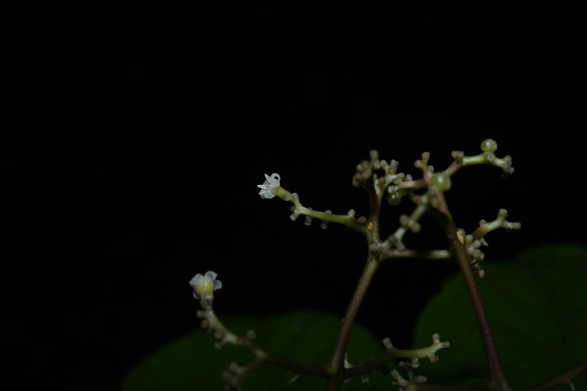 Palicourea obliquinervia (Müll.Arg.) Borhidi - Photo Bivouac Naturaliste