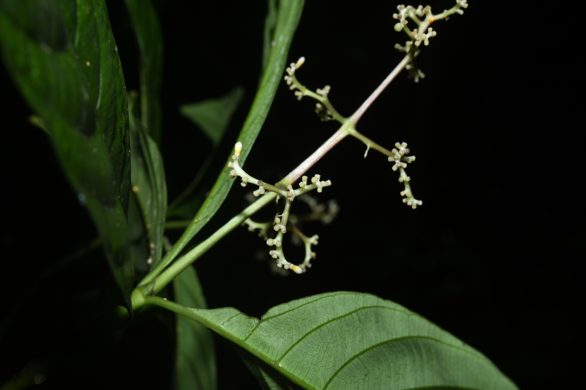 Palicourea obliquinervia (Müll.Arg.) Borhidi - Photo Bivouac Naturaliste