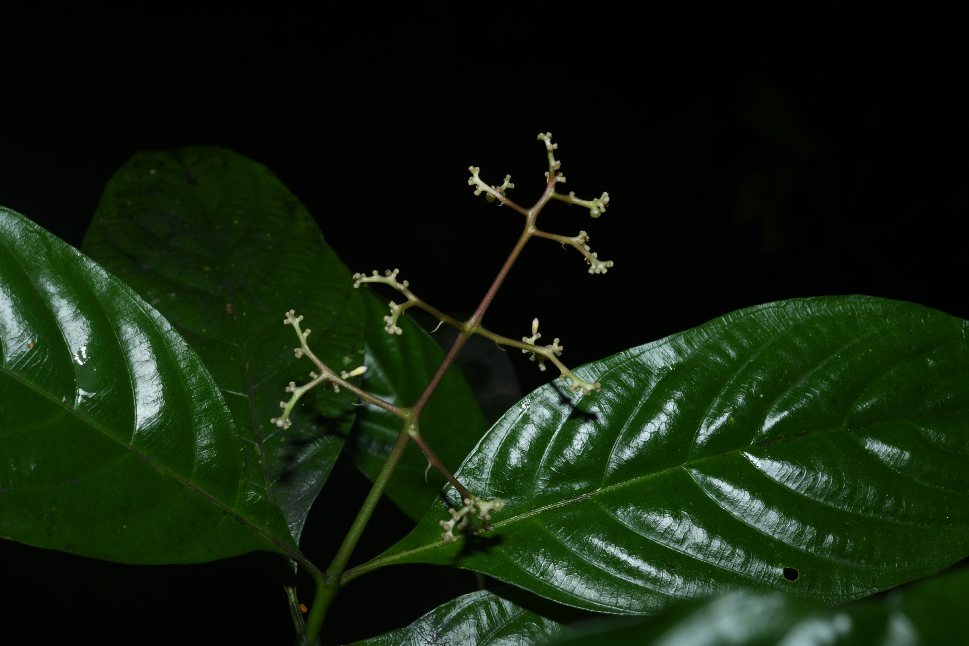 Palicourea obliquinervia (Müll.Arg.) Borhidi - Photo Bivouac Naturaliste