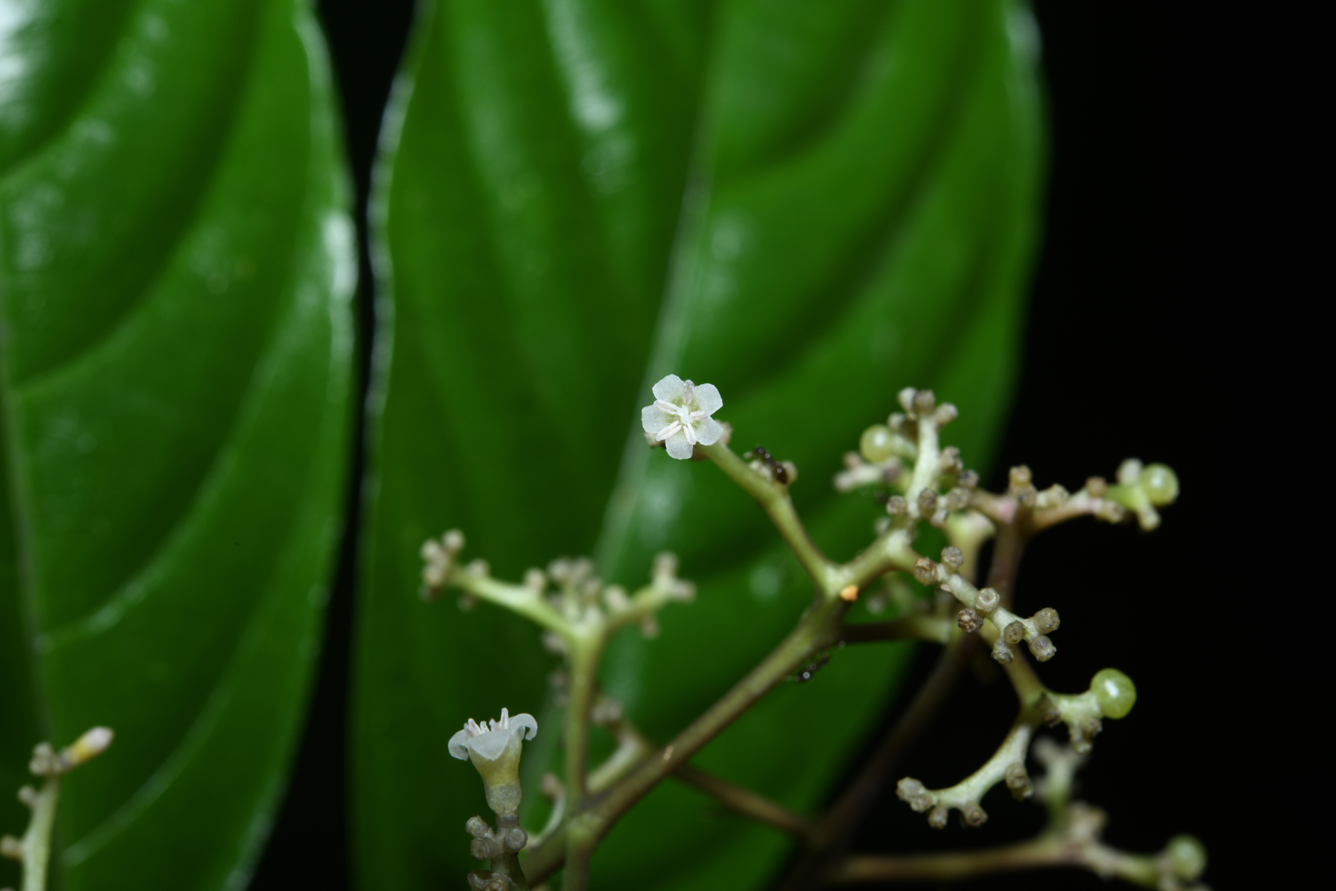 Palicourea obliquinervia (Müll.Arg.) Borhidi - Photo Bivouac Naturaliste