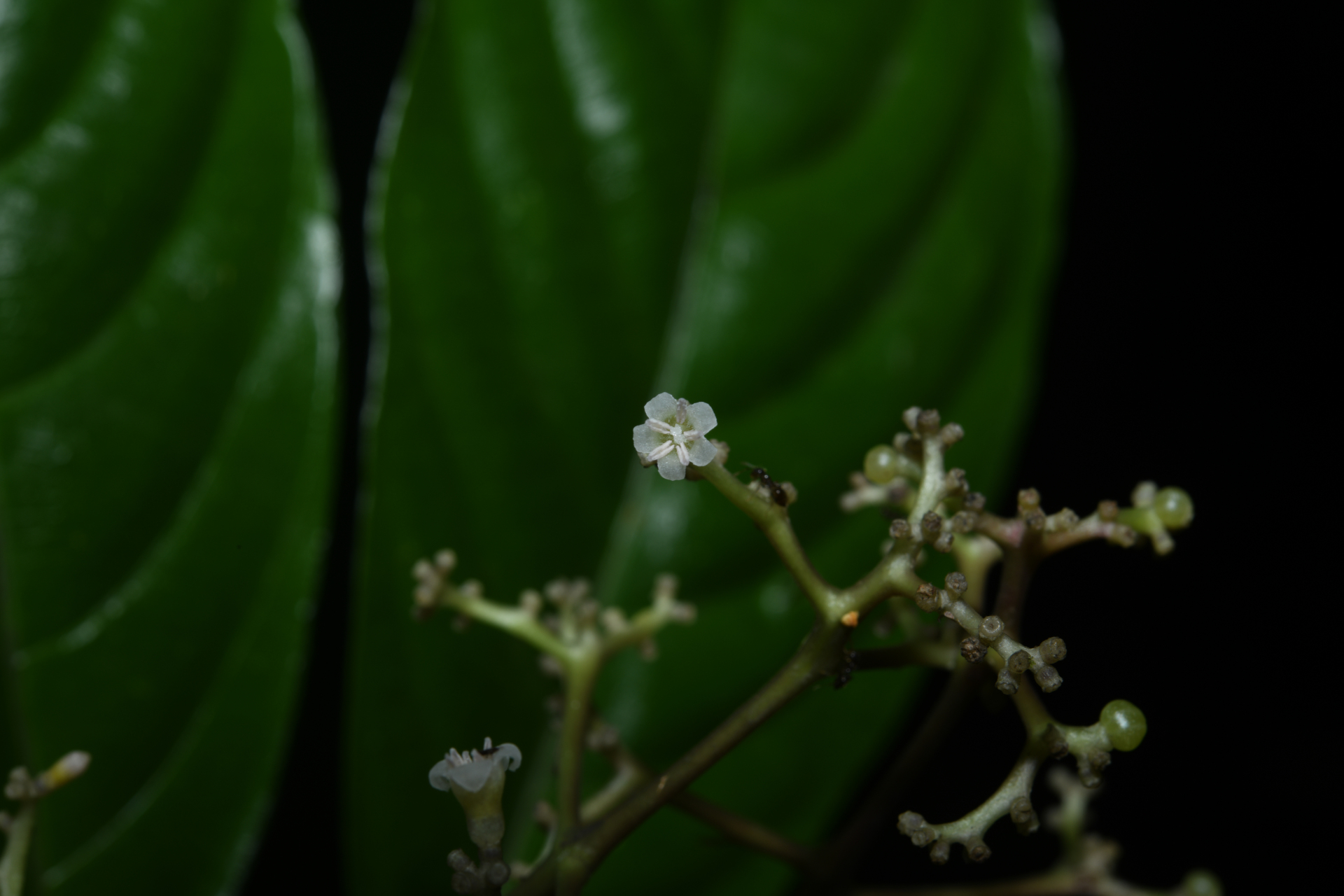 Palicourea obliquinervia (Müll.Arg.) Borhidi - Photo Bivouac Naturaliste